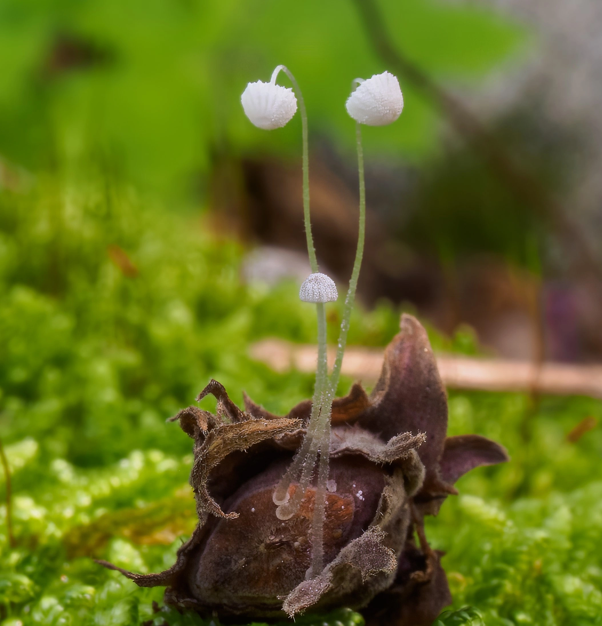 : Mycena nucicola.