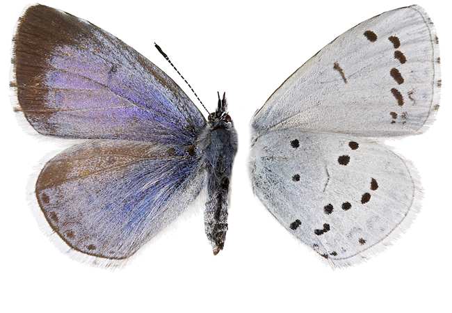 : Celastrina argiolus.