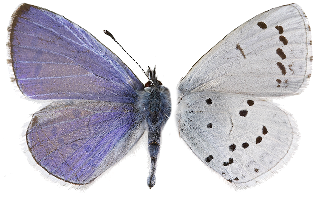 : Celastrina argiolus.