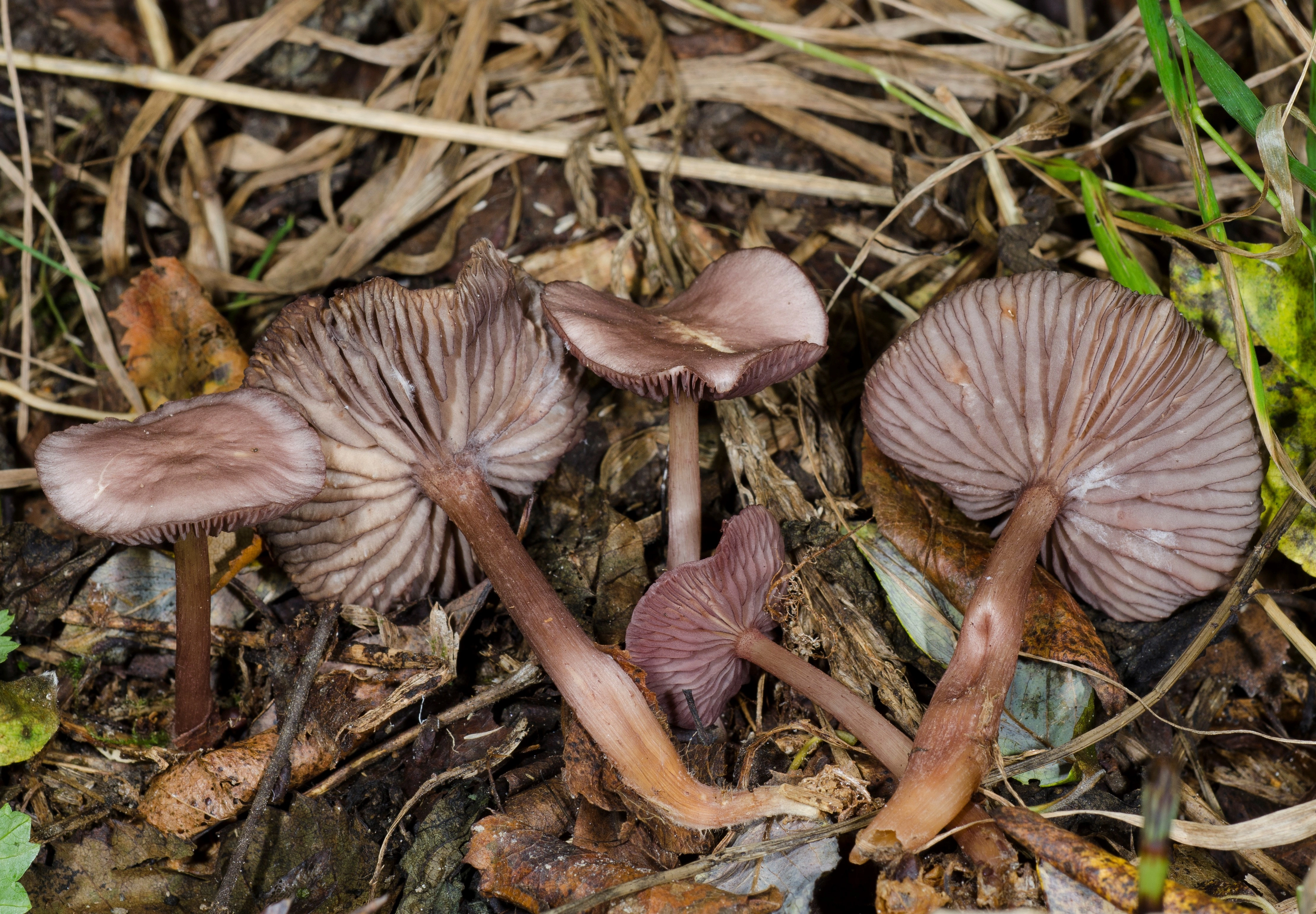 : Mycena lammiensis.