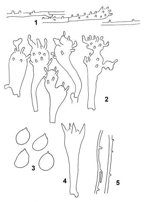 : Mycena romagnesiana.