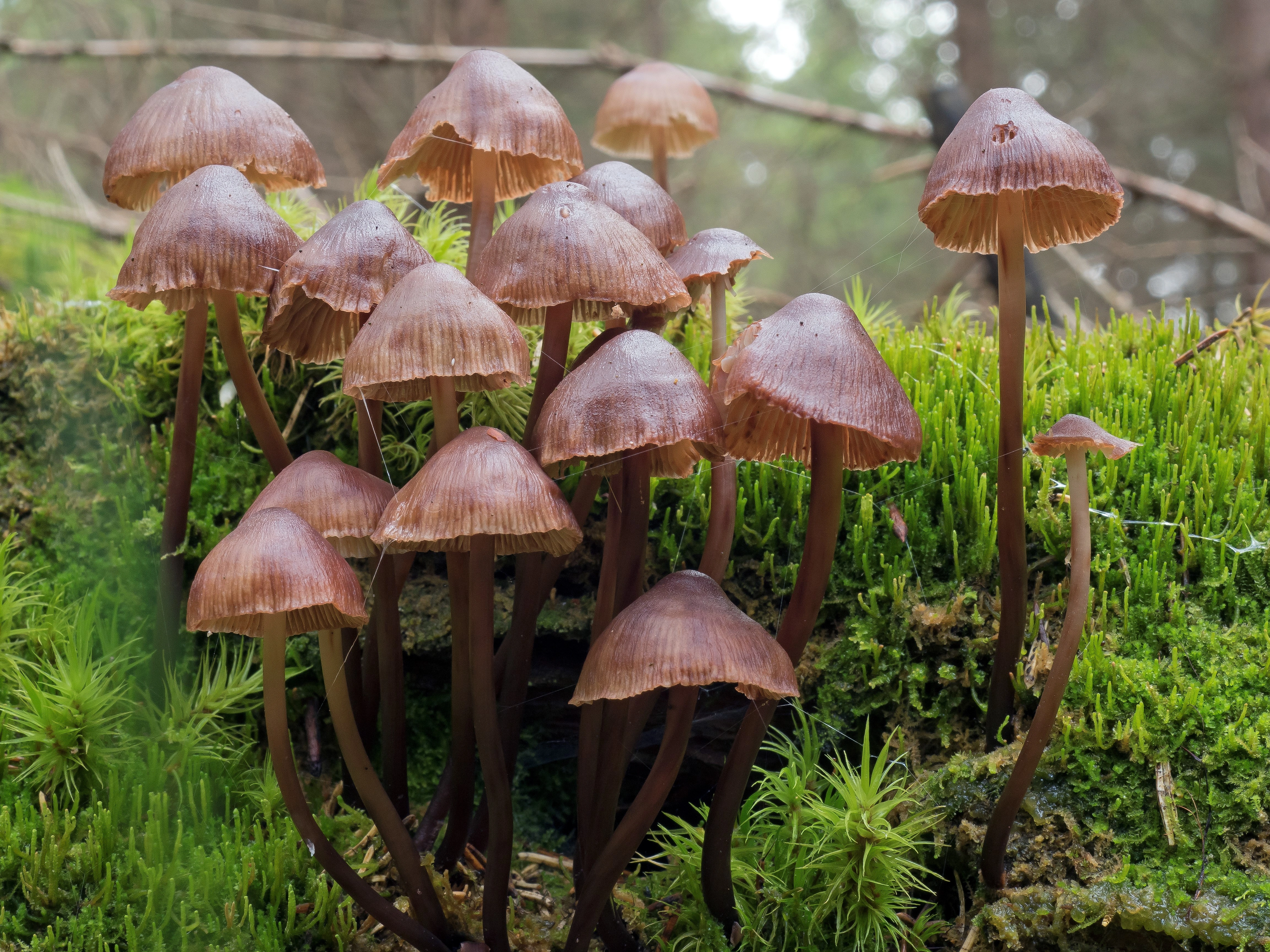 : Mycena maculata.