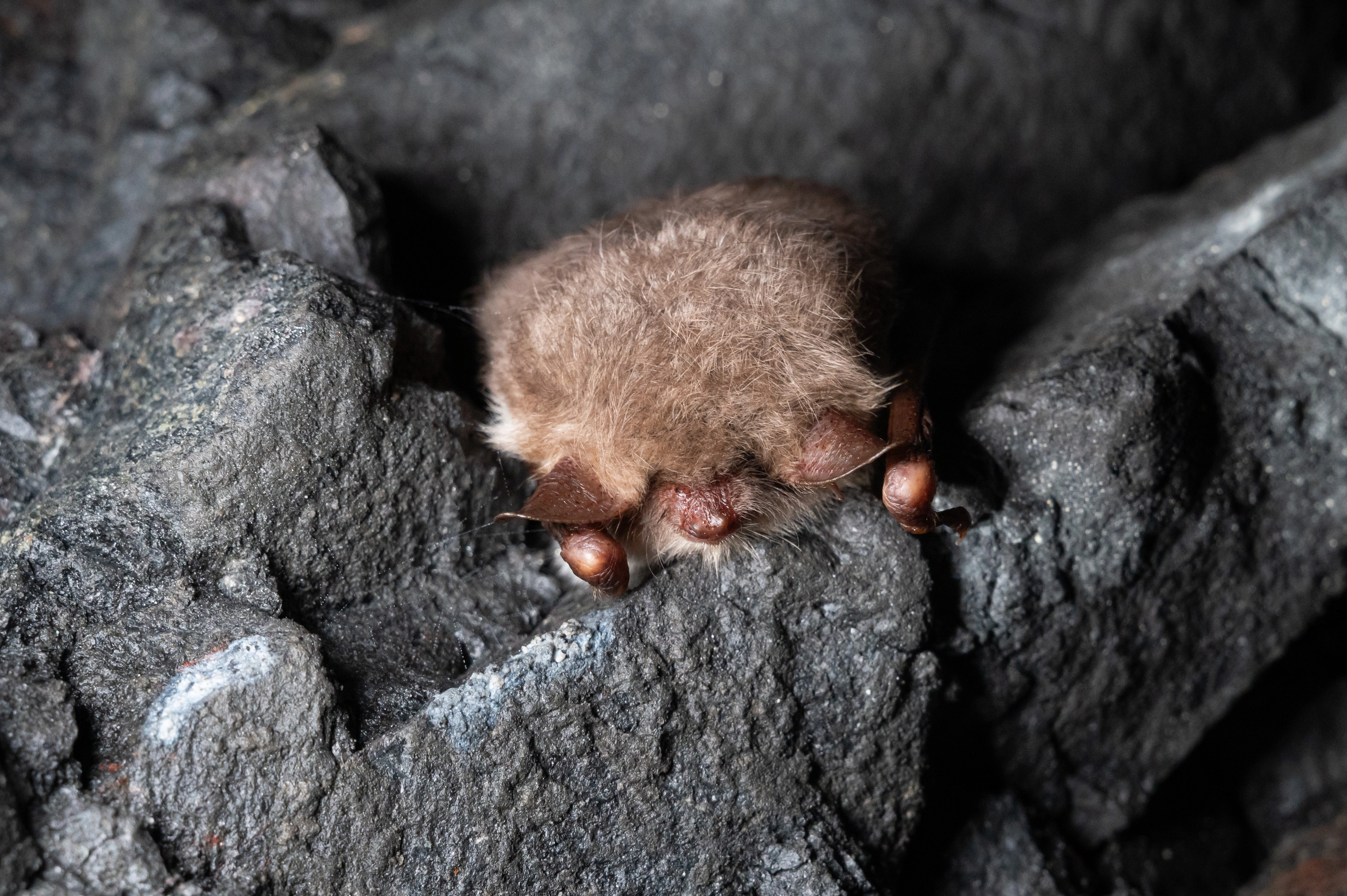 : Myotis nattereri.