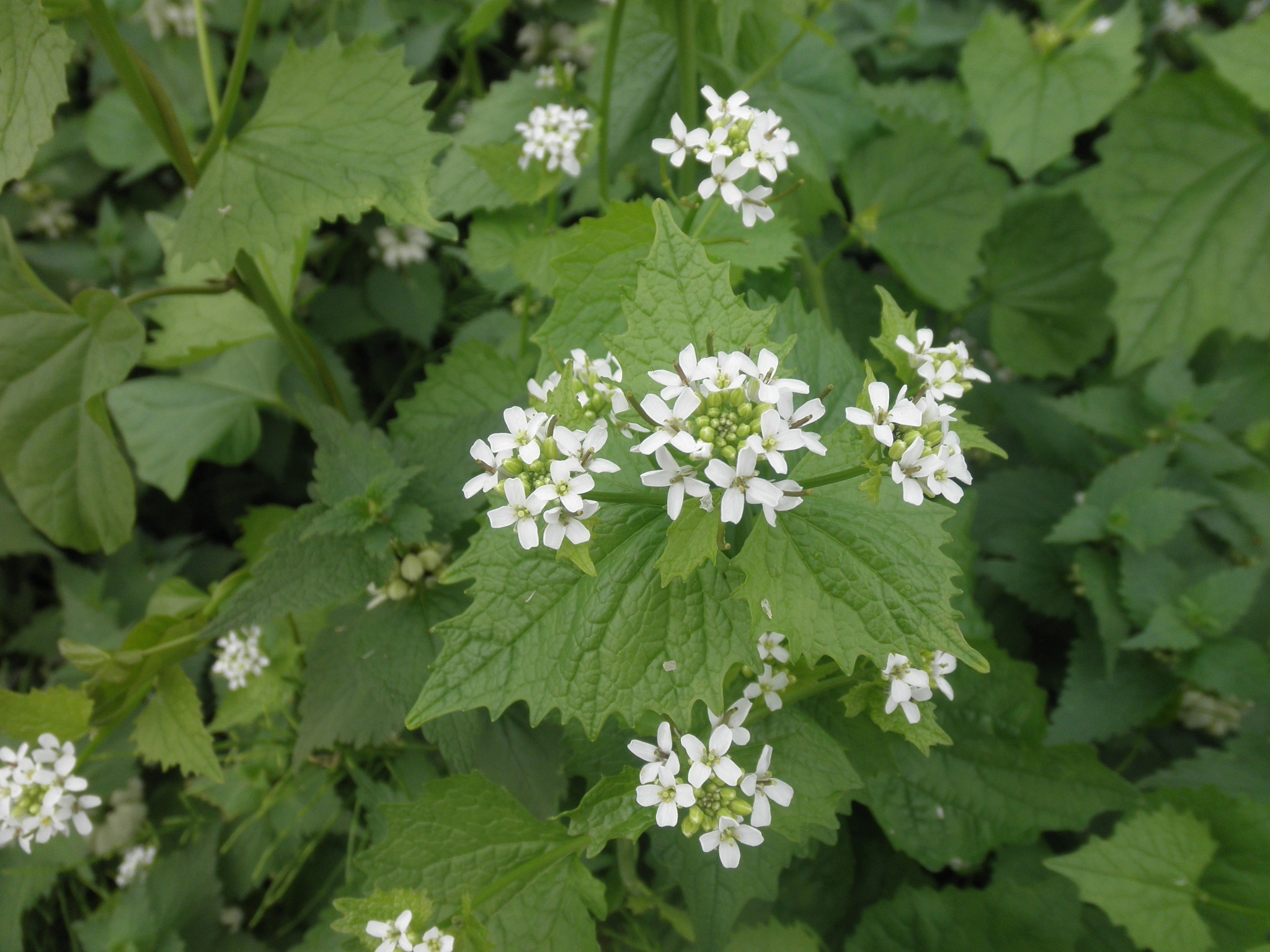 : Alliaria petiolata.