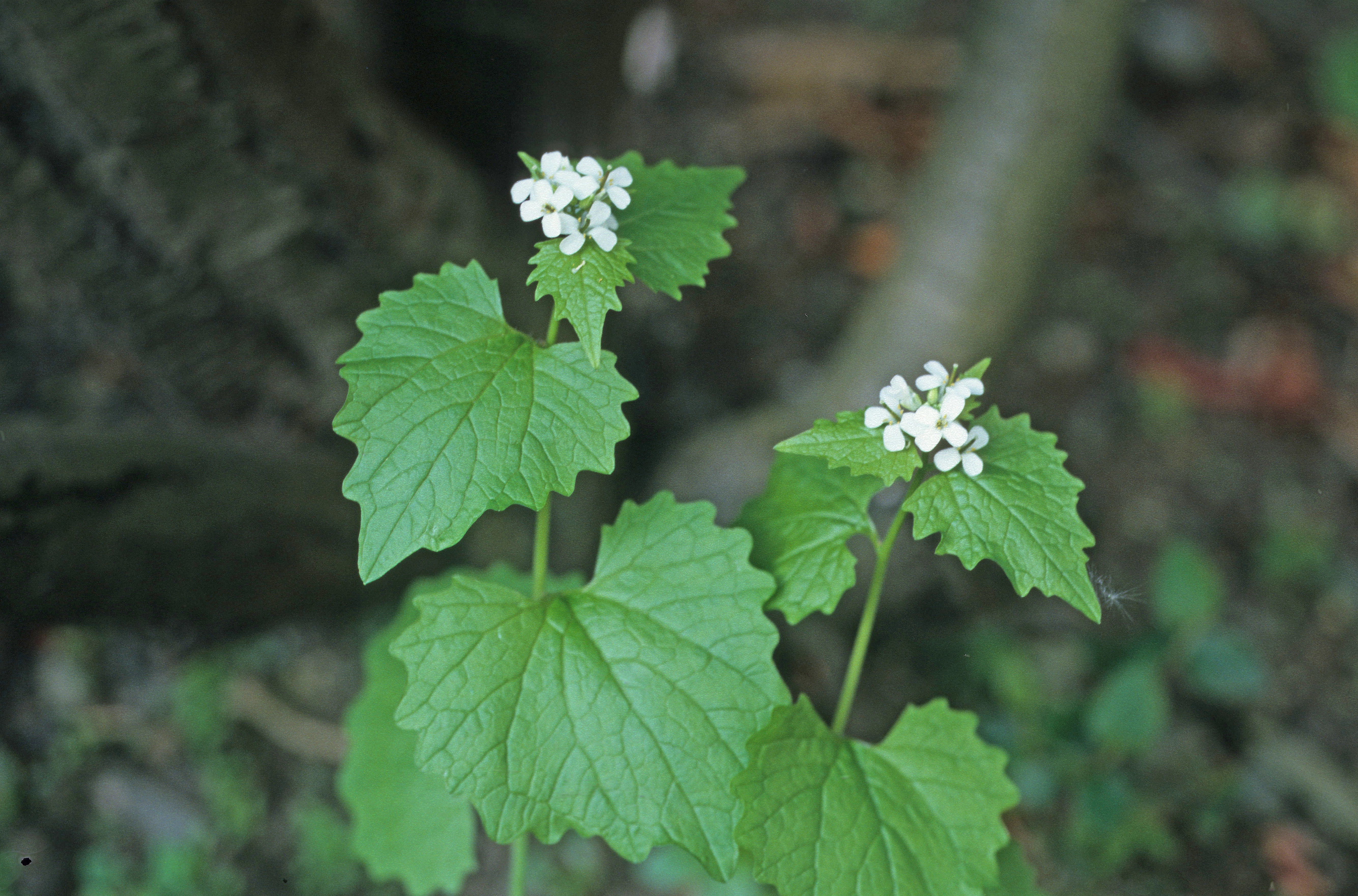 : Alliaria petiolata.