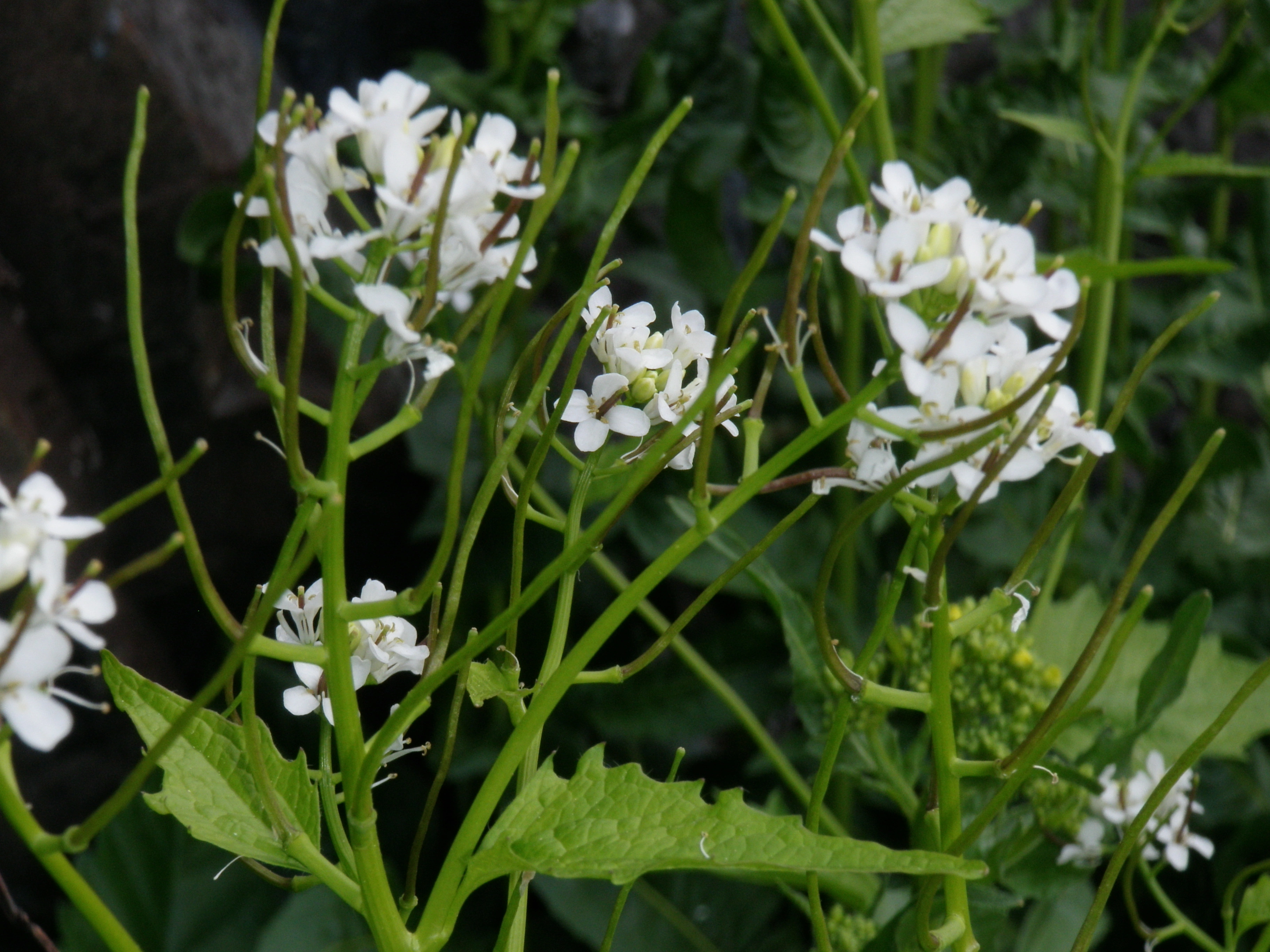 : Alliaria petiolata.