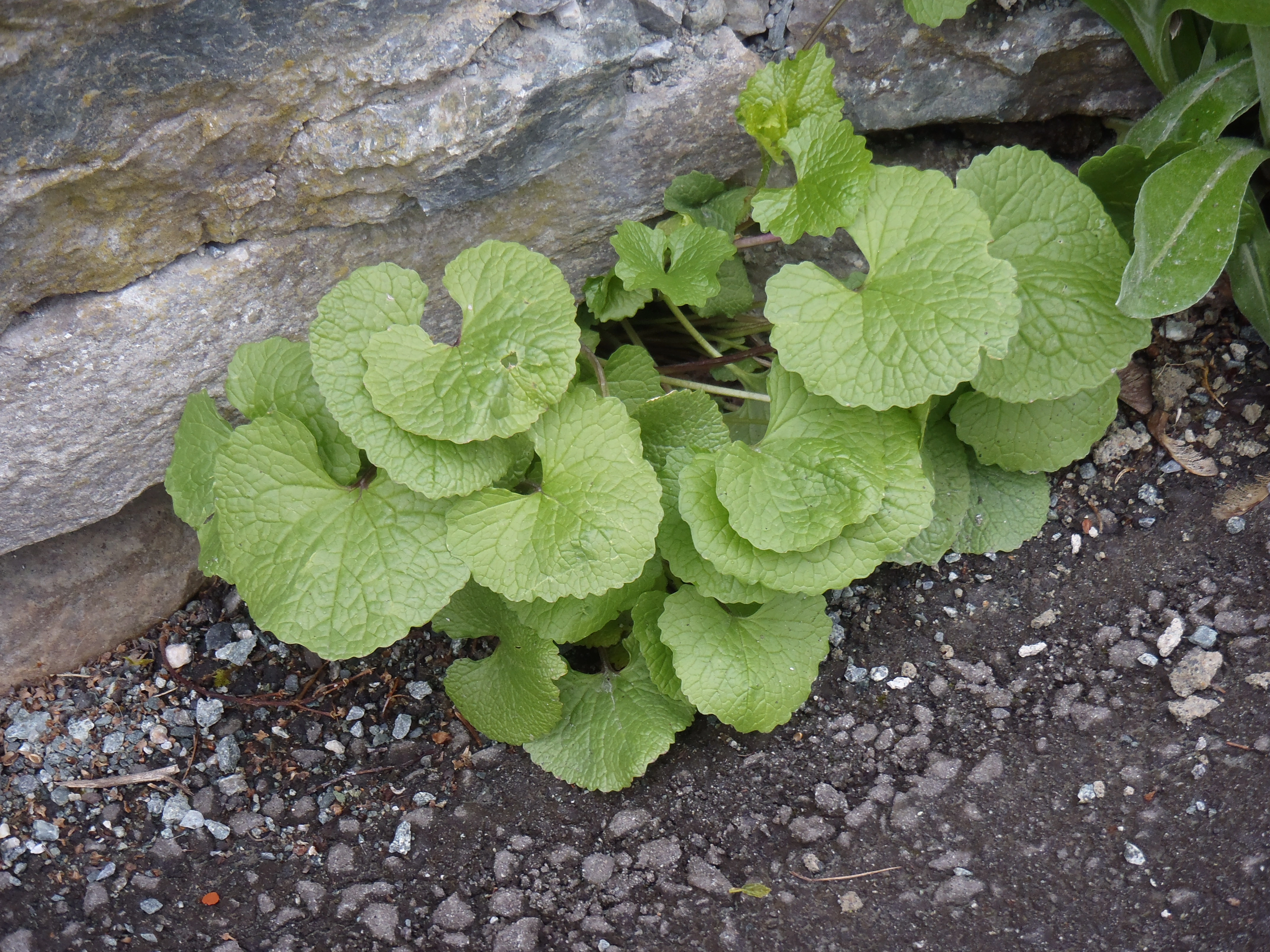 : Alliaria petiolata.