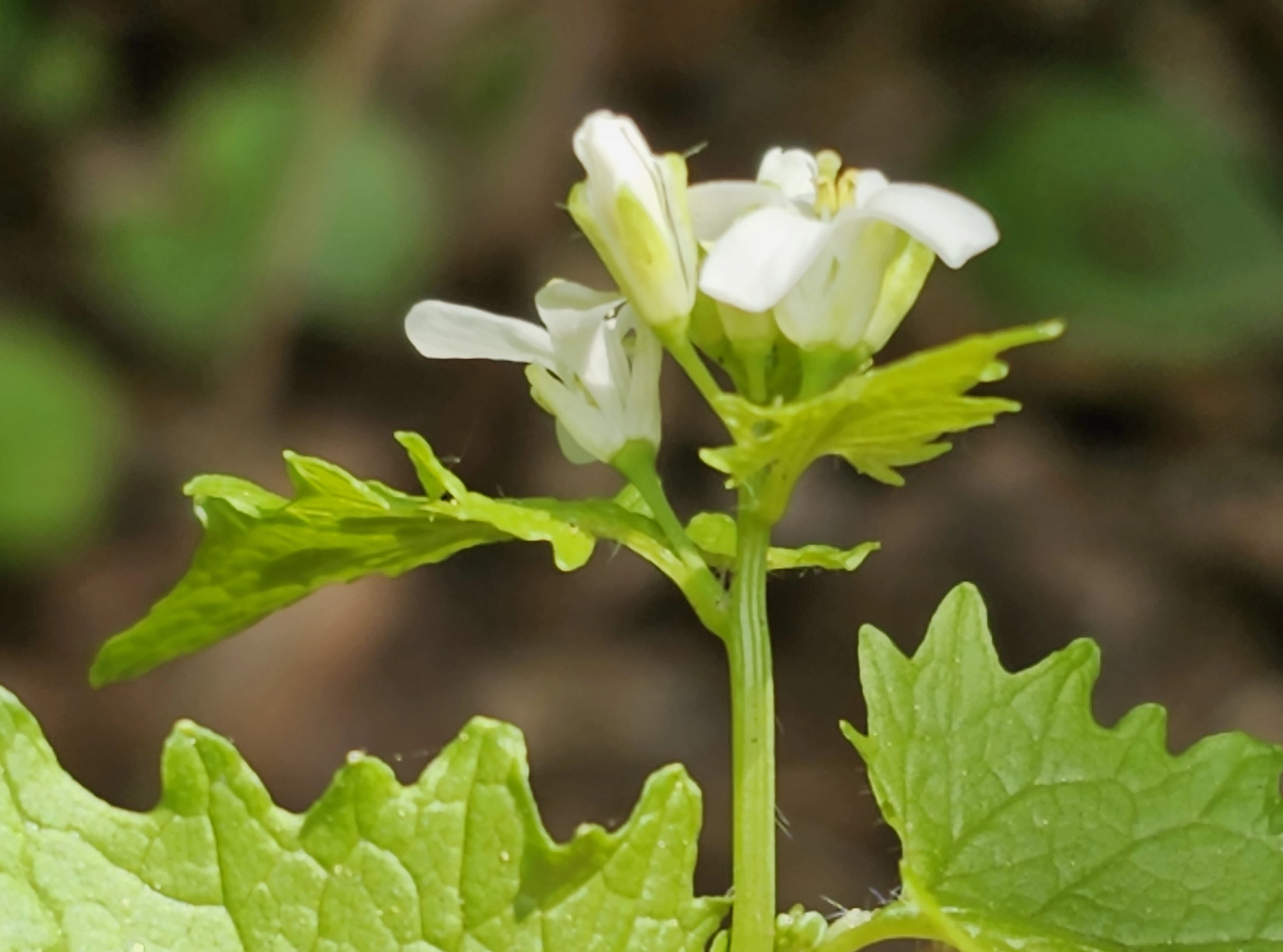 : Alliaria petiolata.