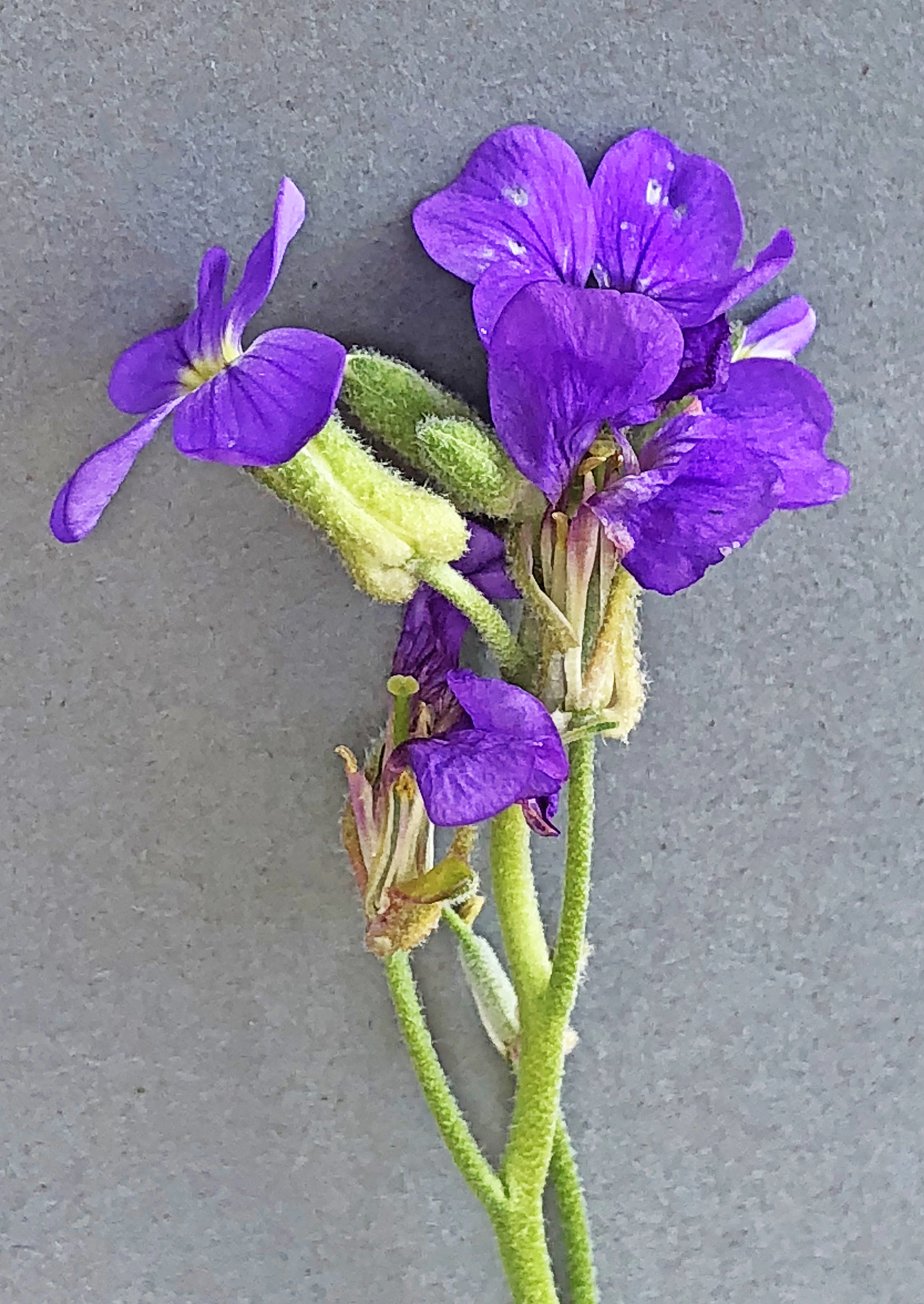 : Aubrieta deltoidea.