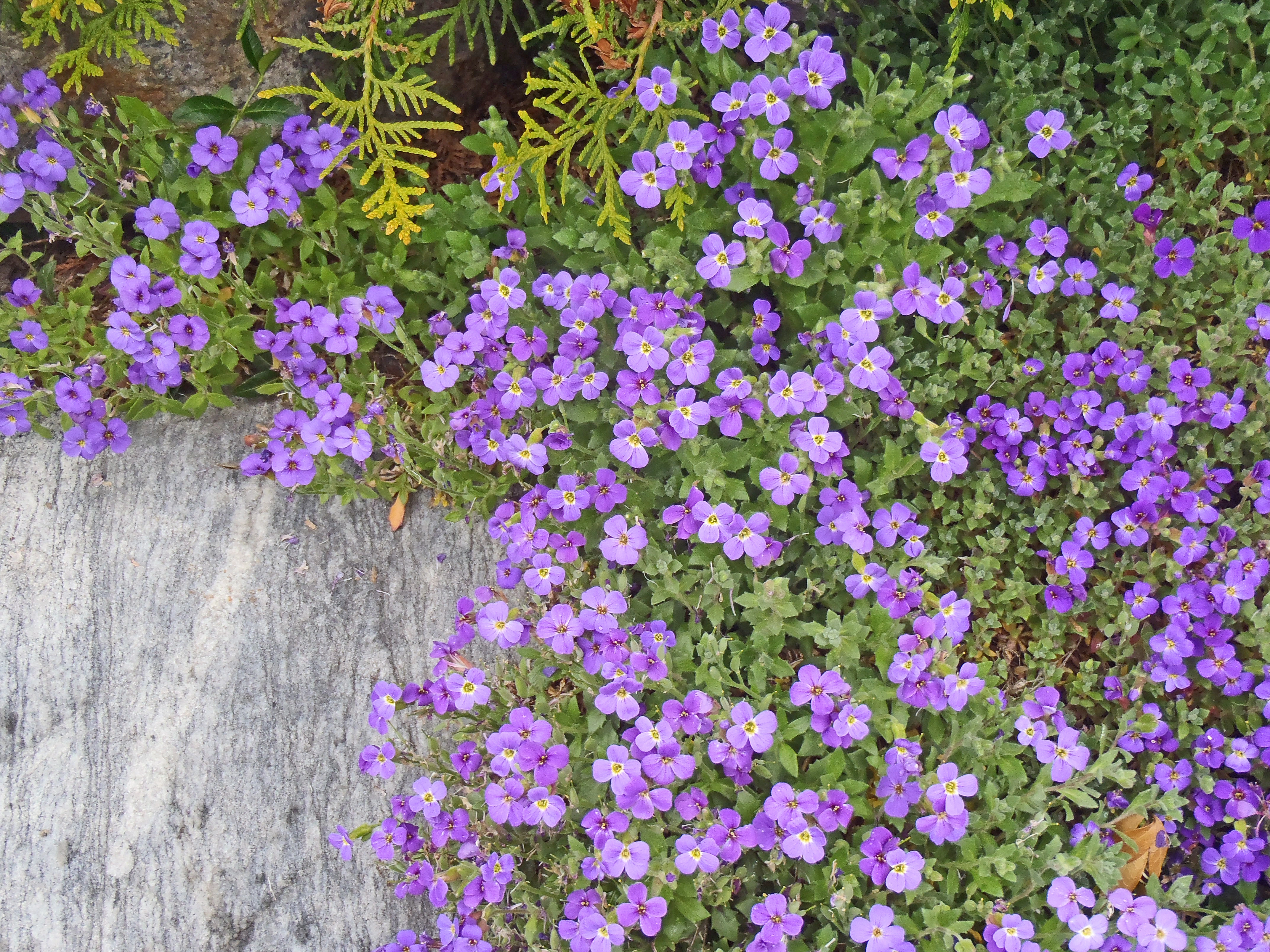 : Aubrieta deltoidea.