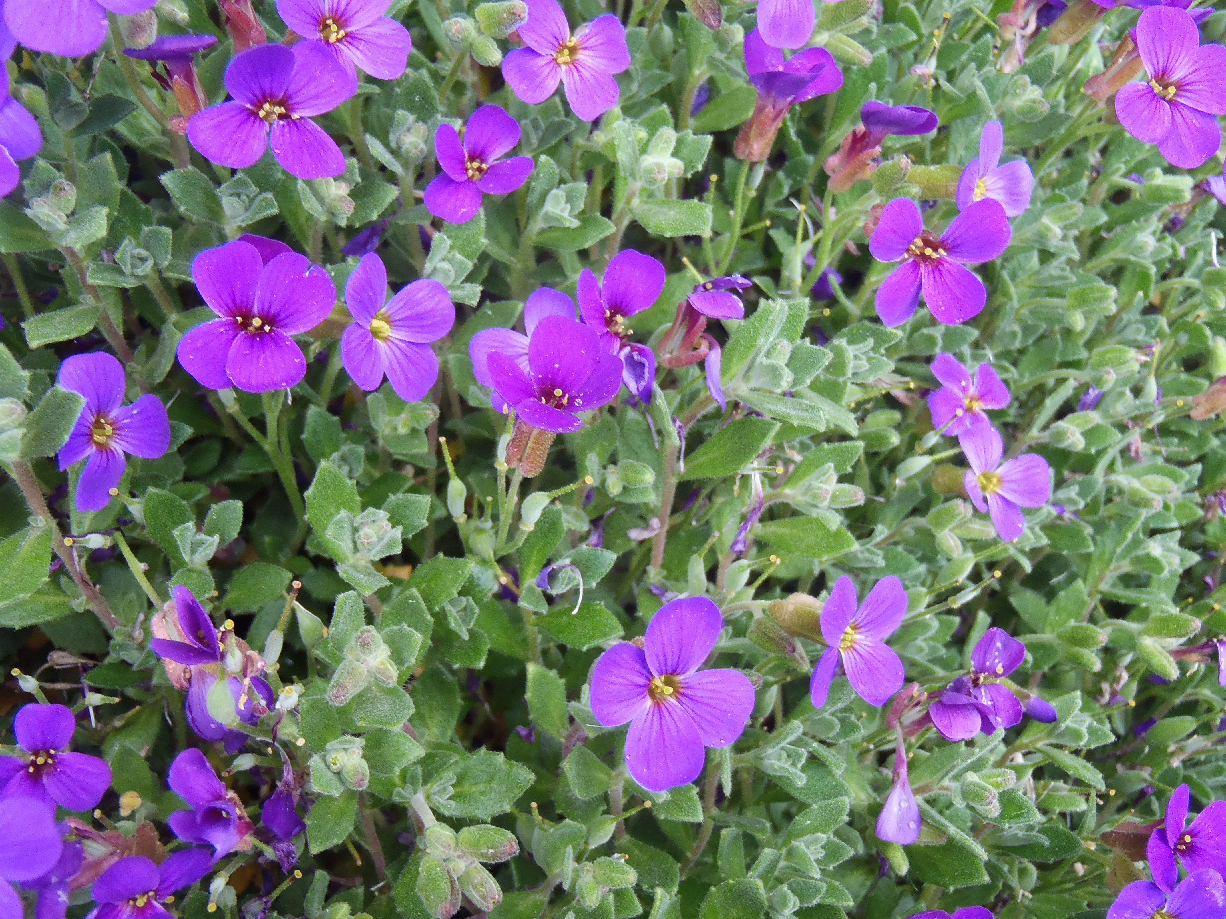 : Aubrieta deltoidea.