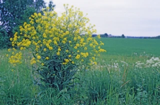 russekål