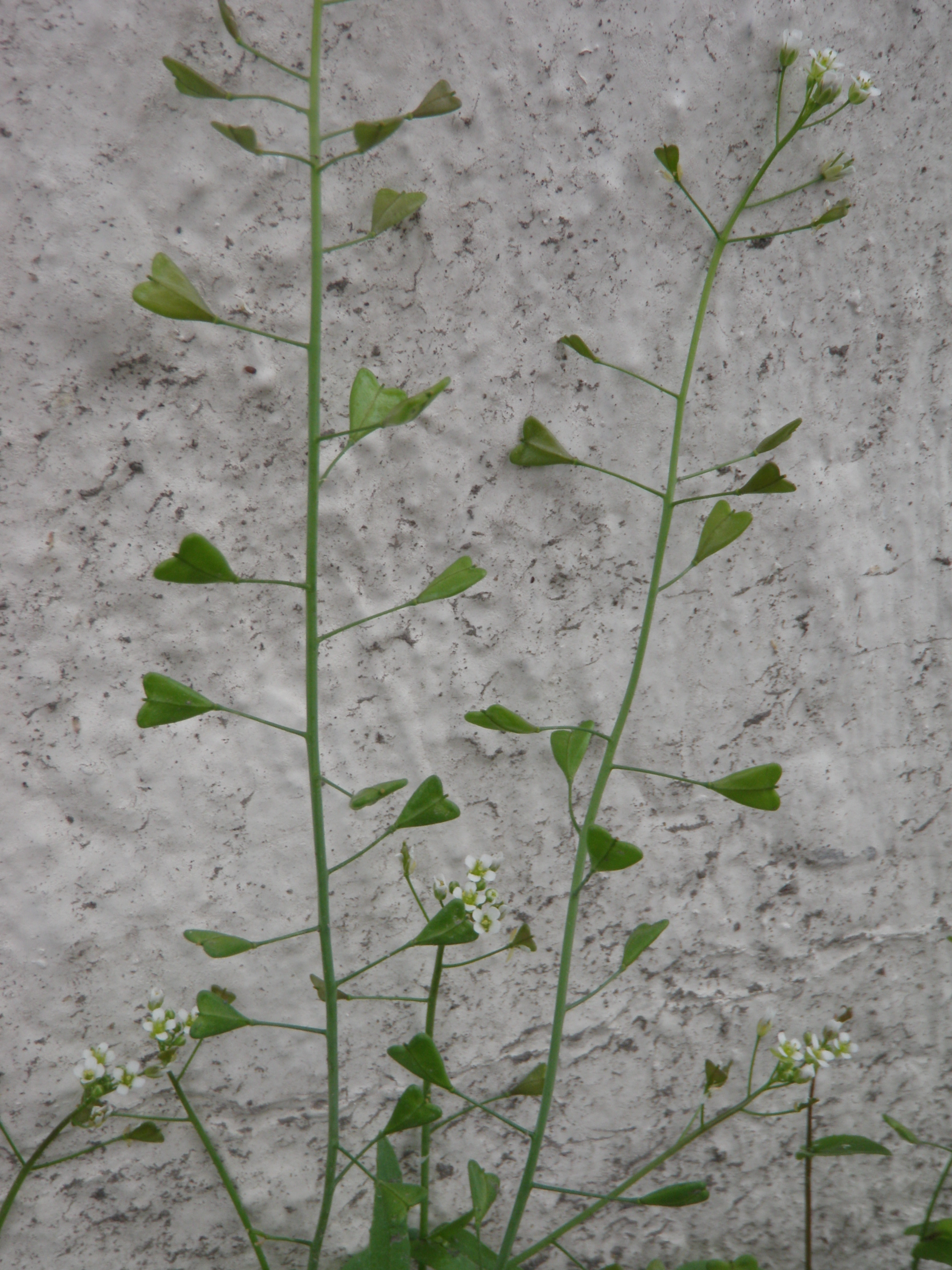 : Capsella bursa-pastoris.