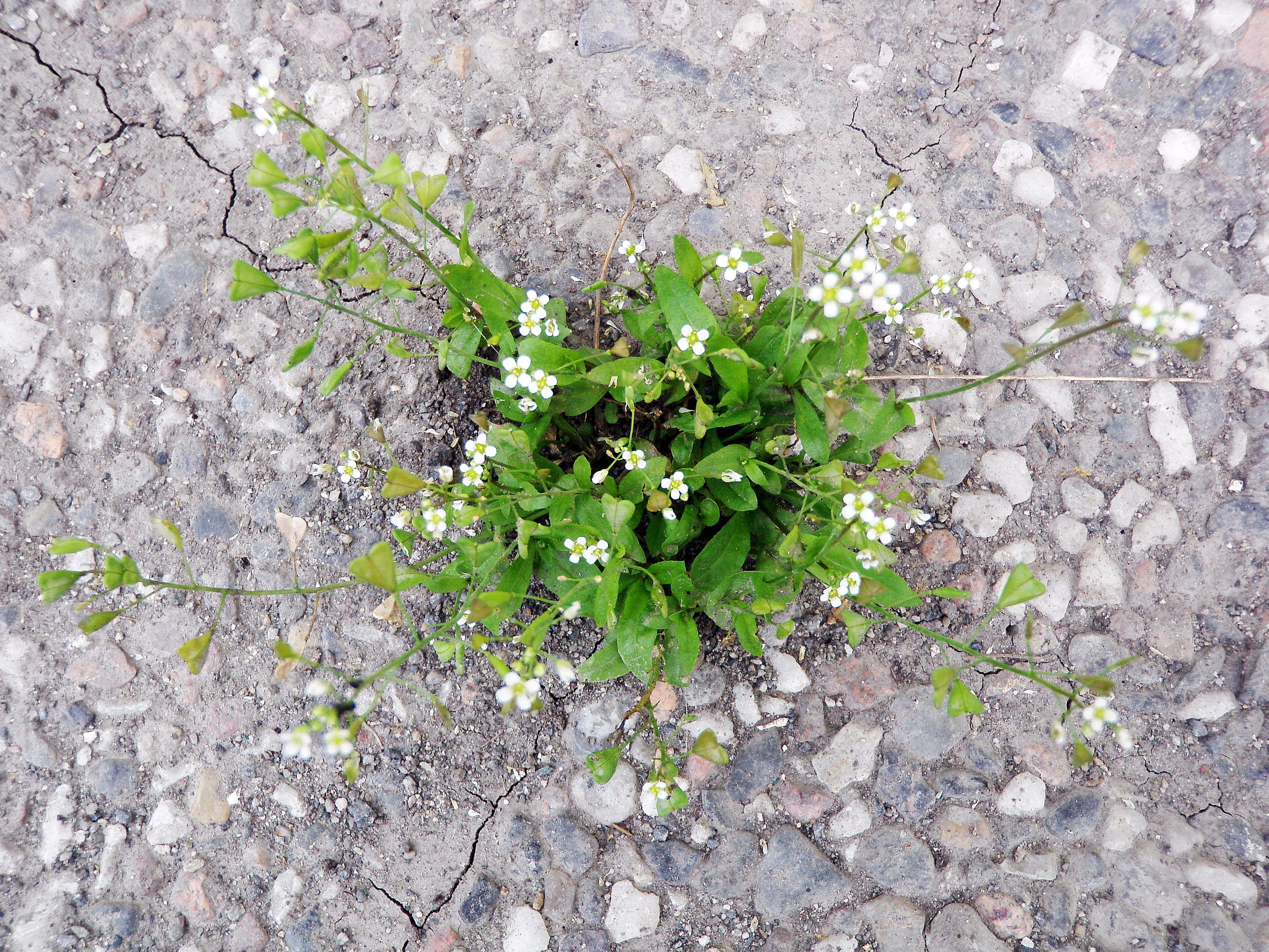 : Capsella bursa-pastoris.