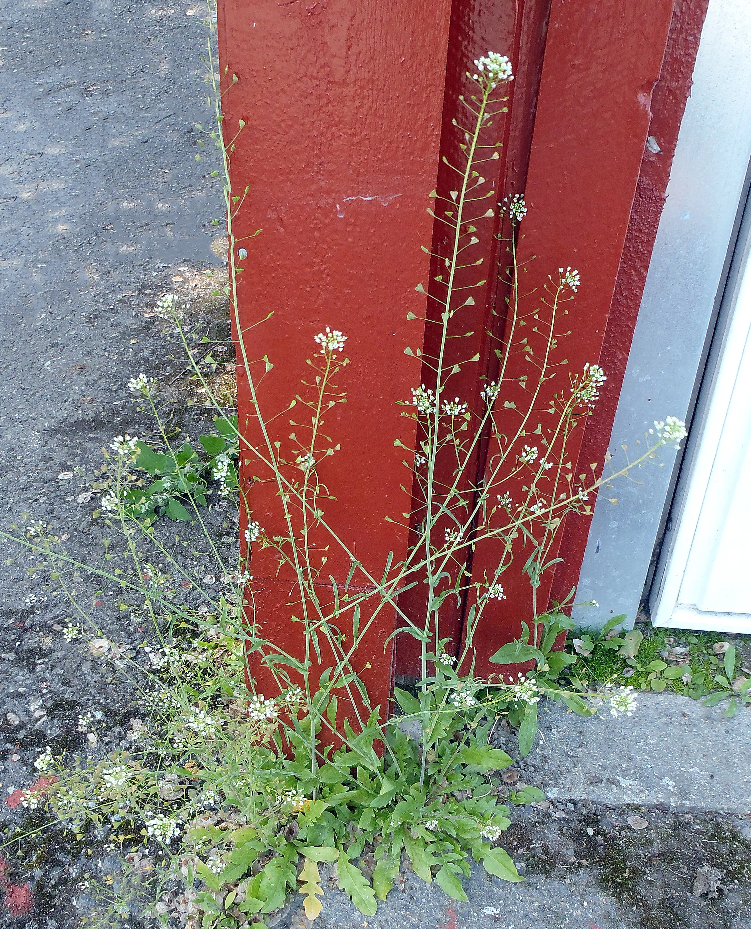 : Capsella bursa-pastoris.