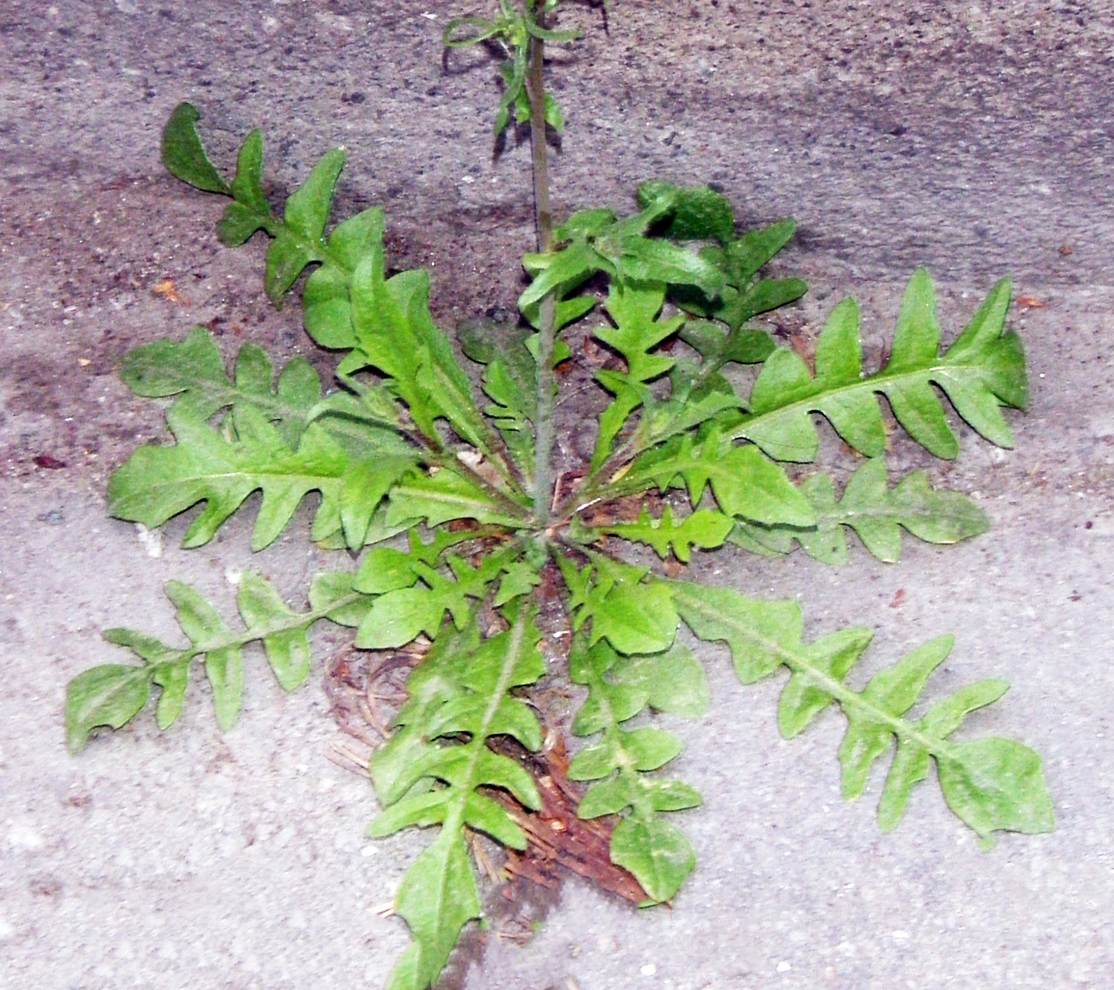 : Capsella bursa-pastoris.