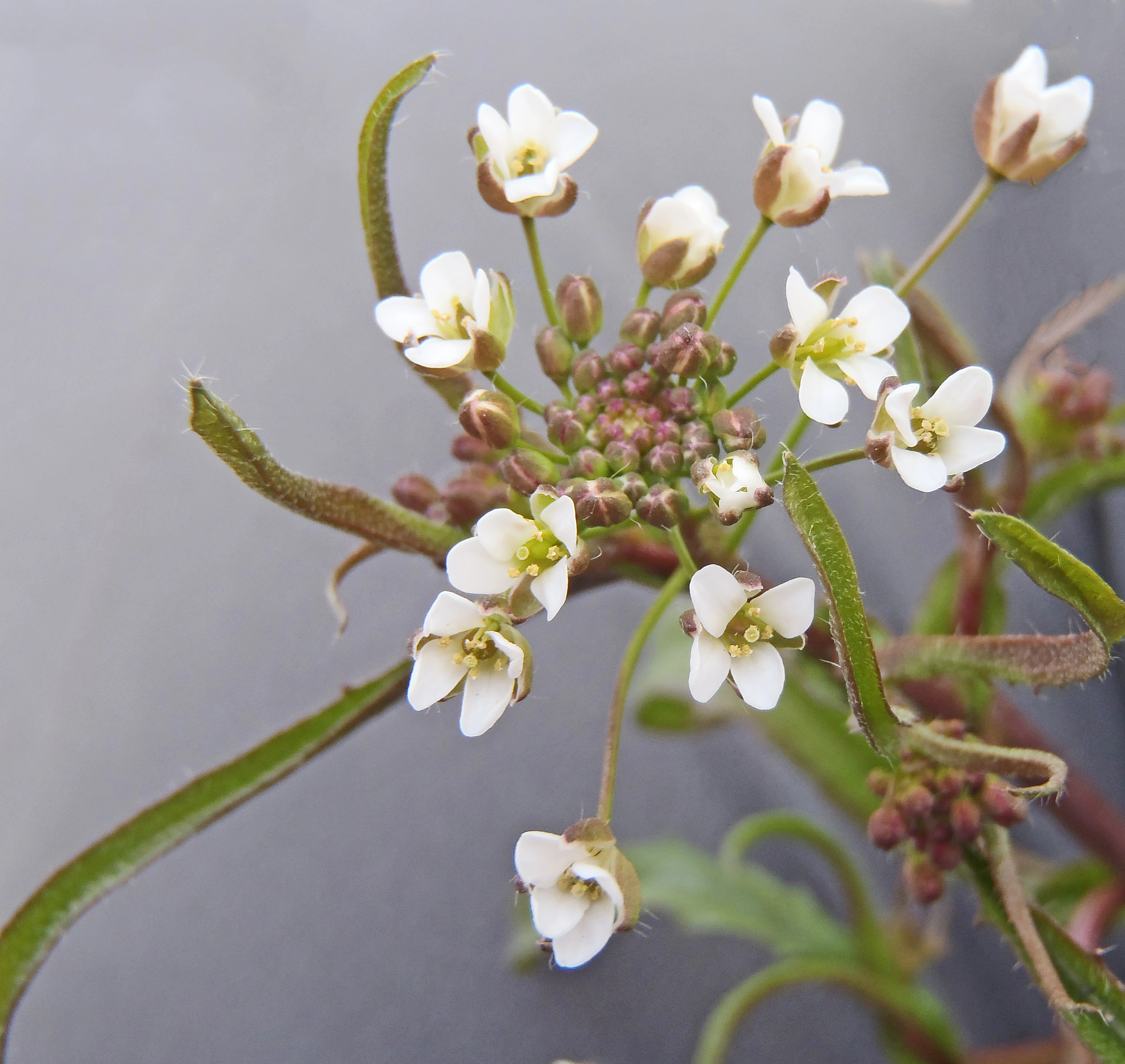 : Capsella bursa-pastoris.