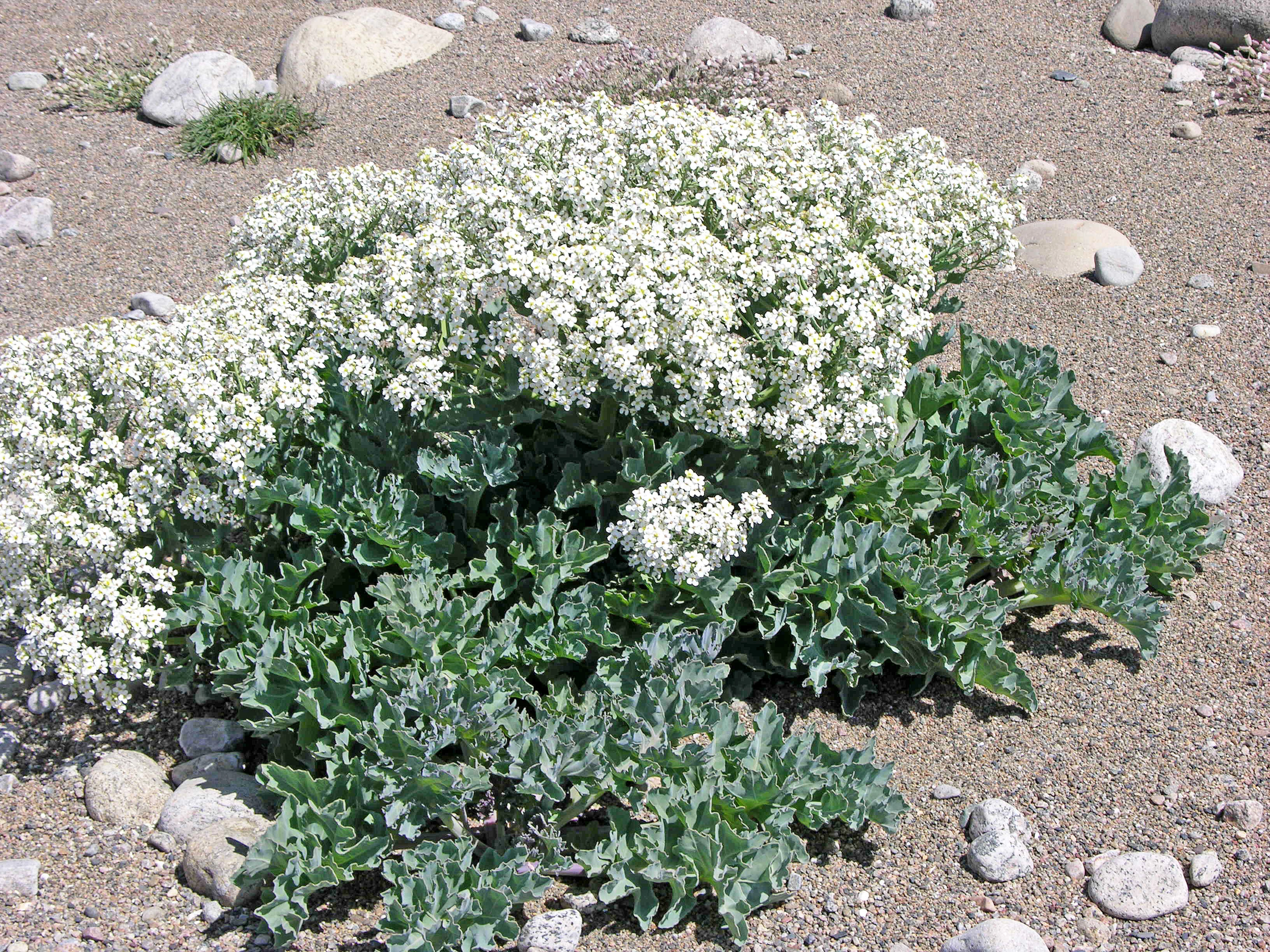 : Crambe maritima.