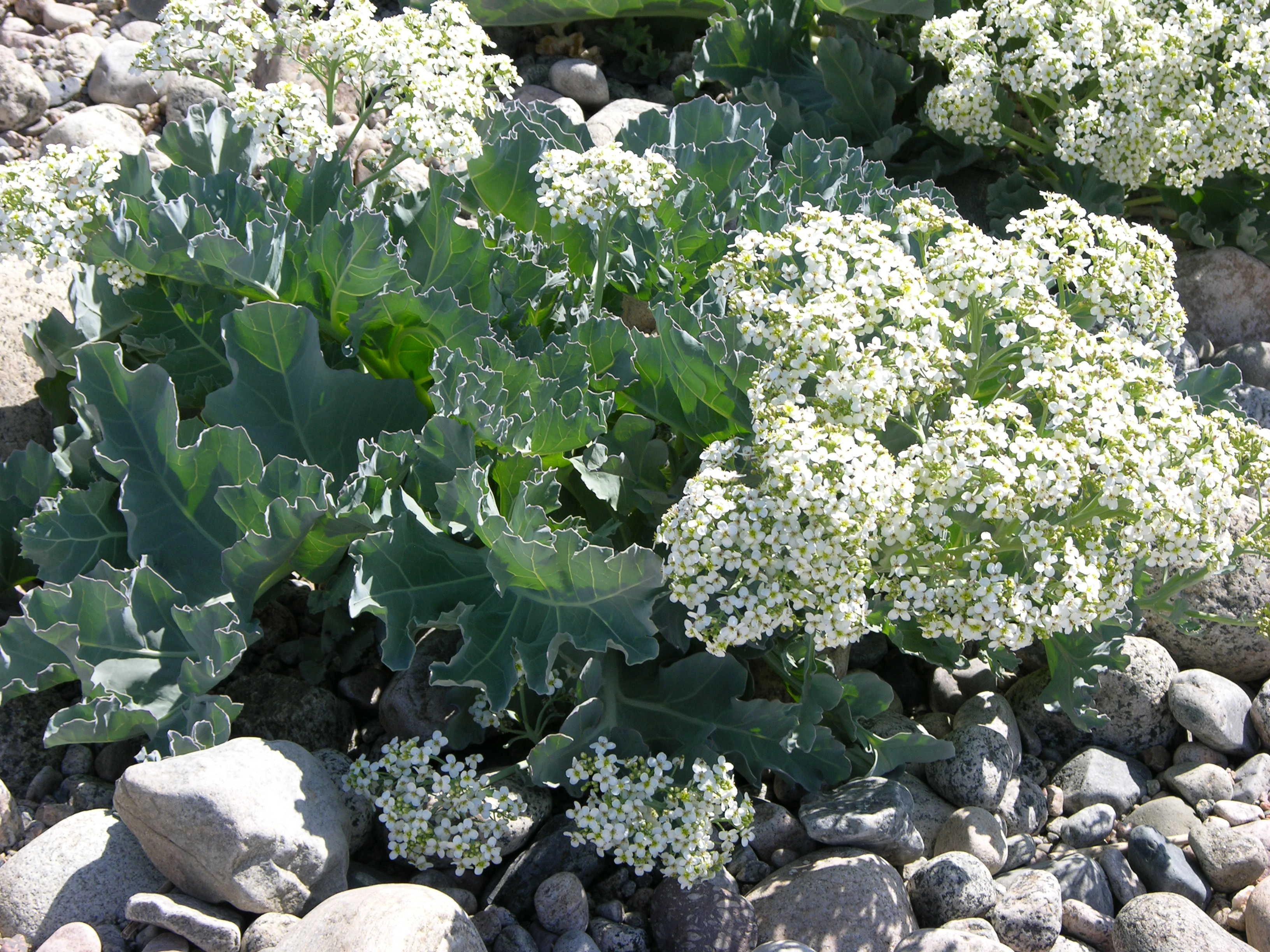 : Crambe maritima.