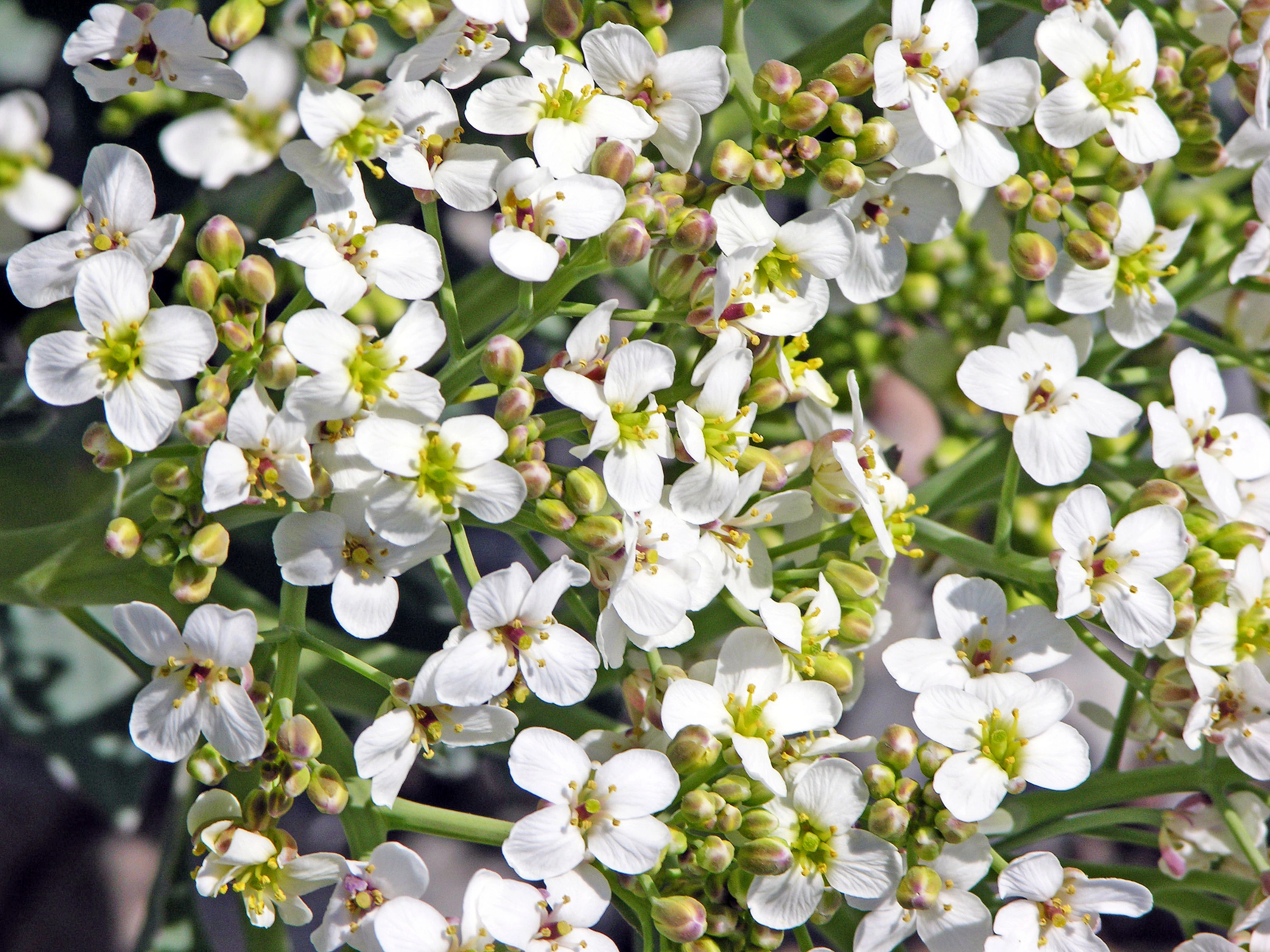 : Crambe maritima.