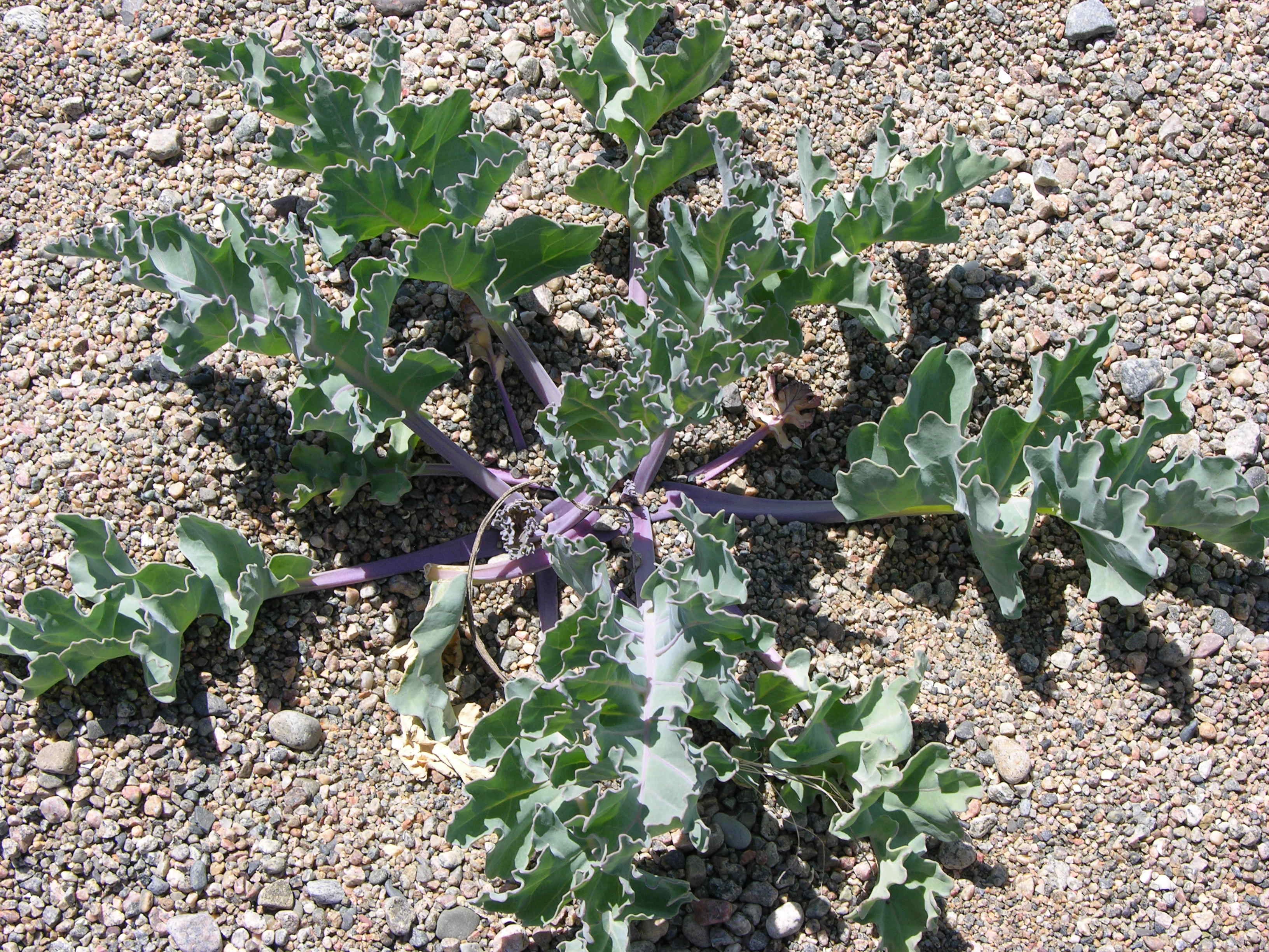 : Crambe maritima.