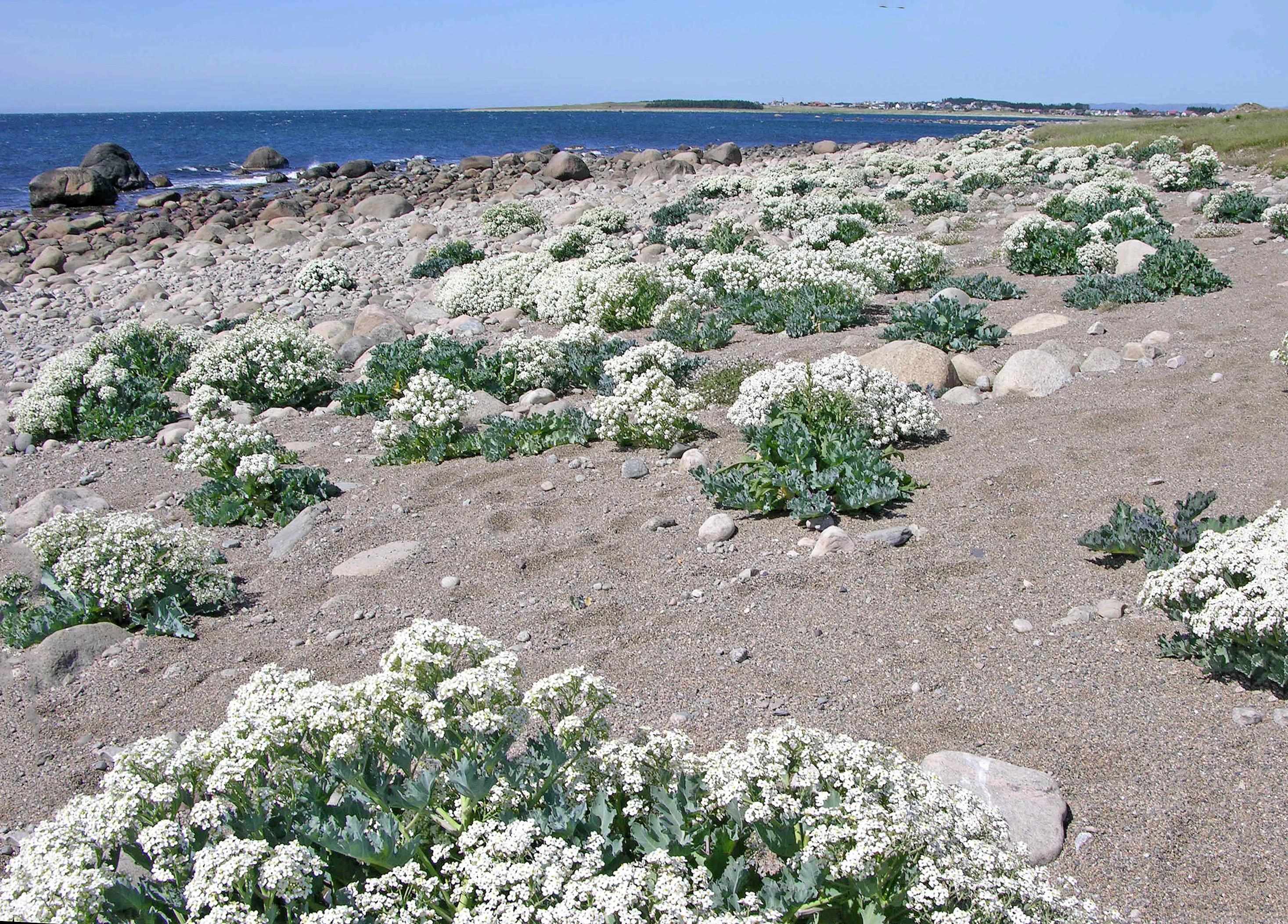 : Crambe maritima.