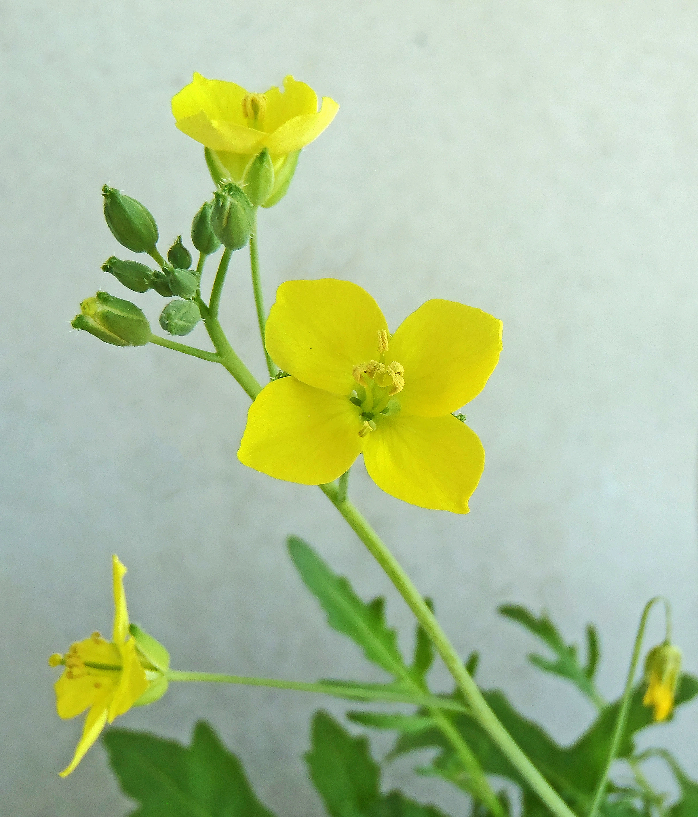 : Diplotaxis tenuifolia.