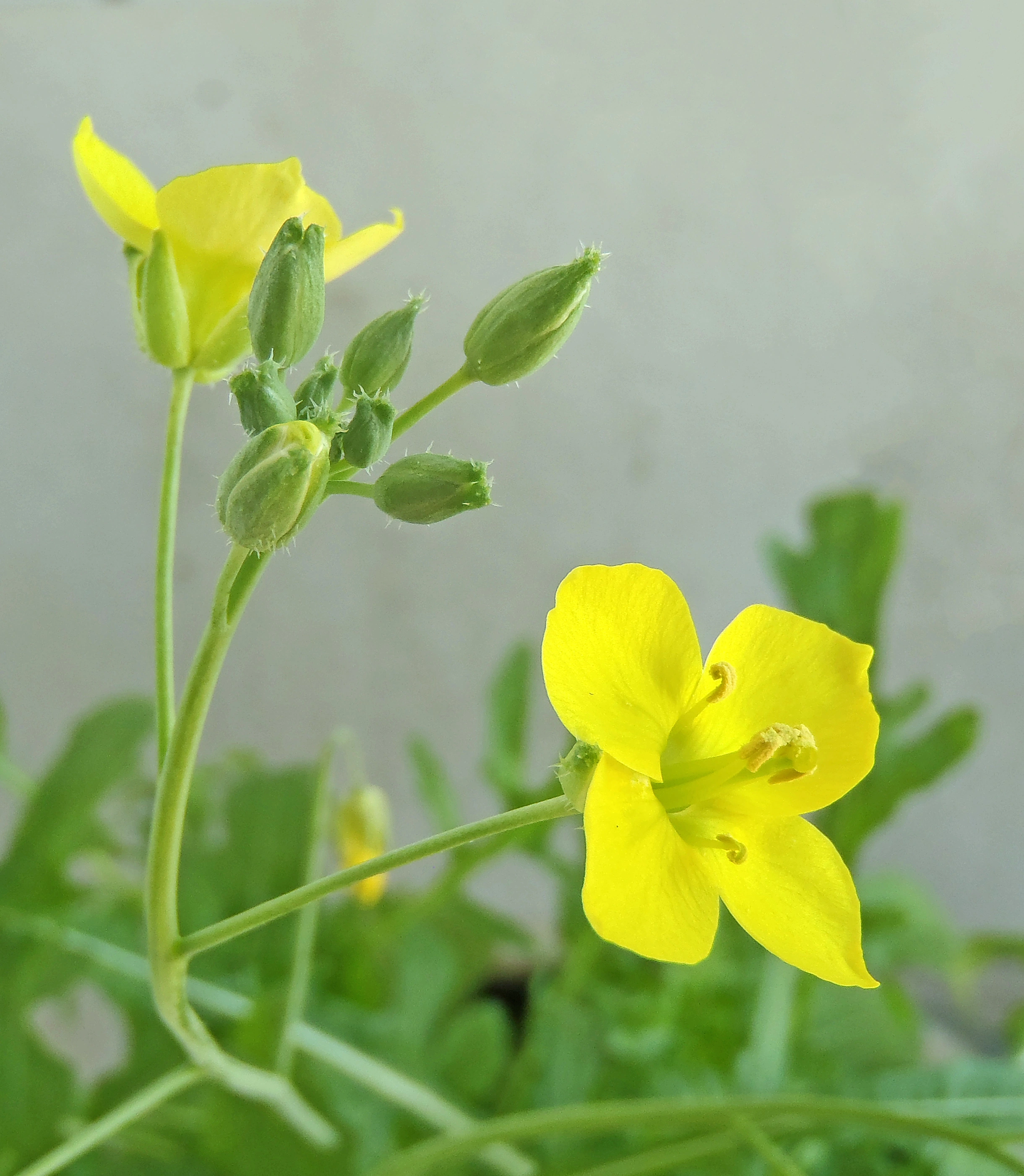 : Diplotaxis tenuifolia.