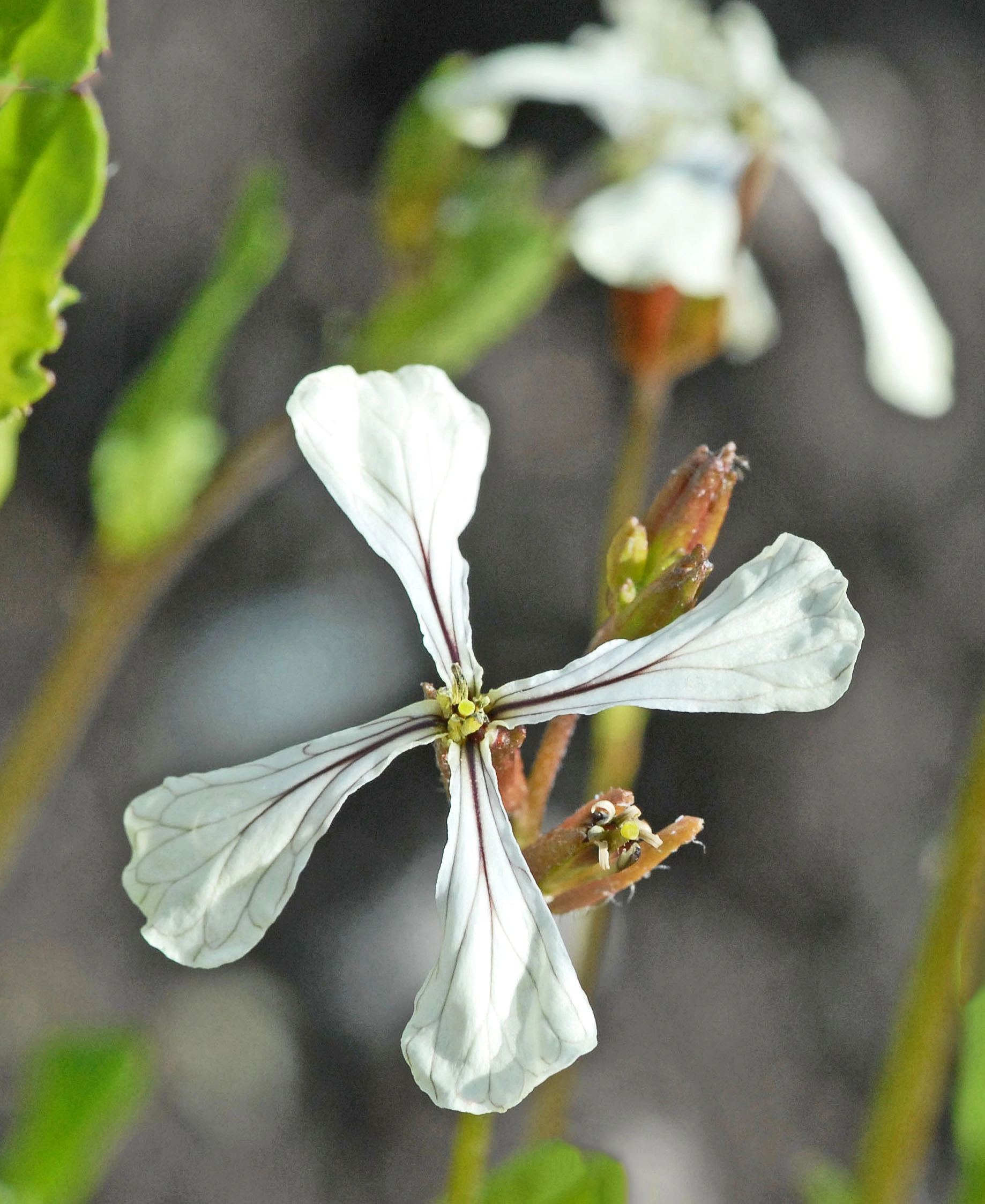 : Eruca vesicaria.