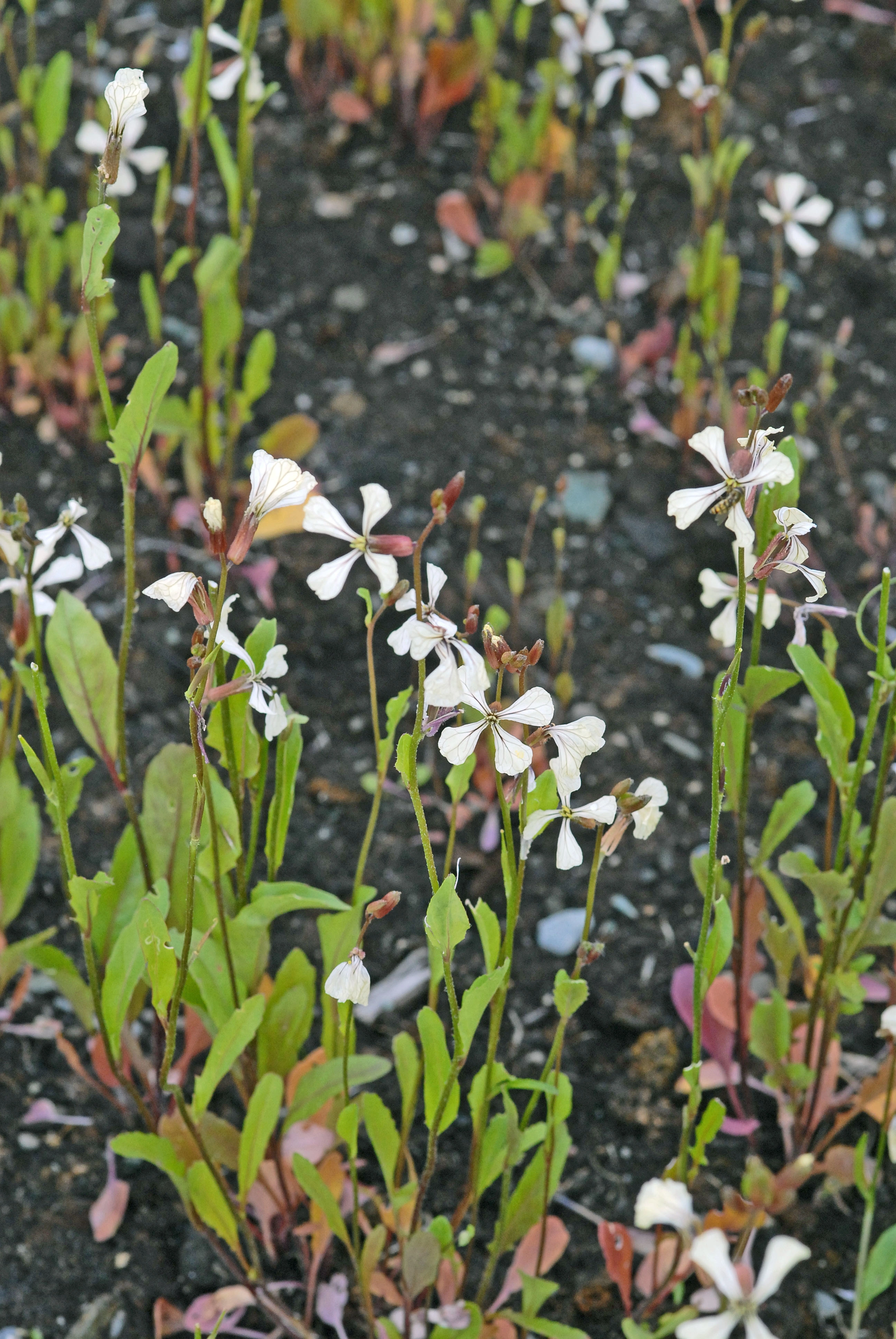 : Eruca vesicaria.