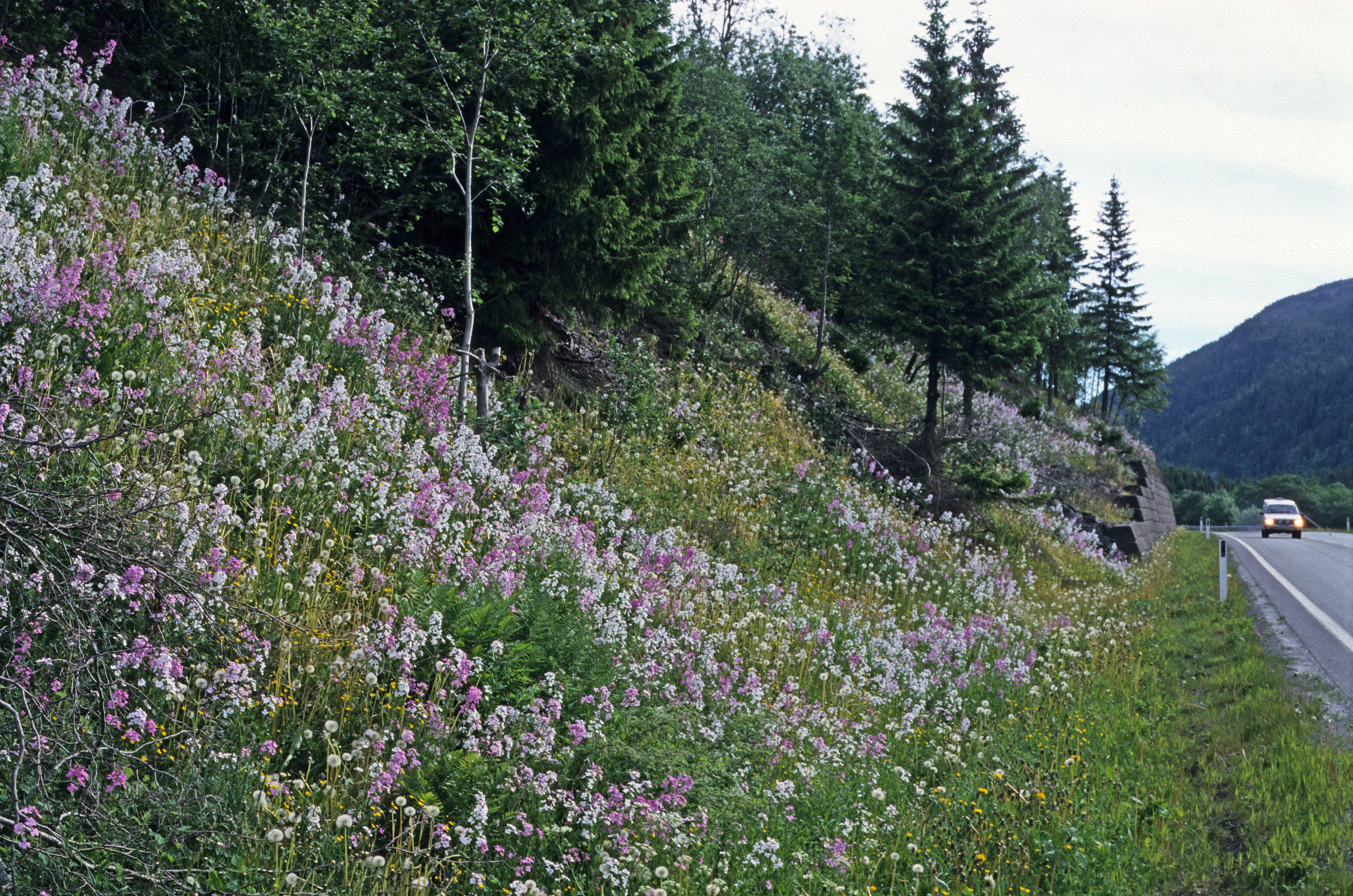 : Hesperis matronalis.