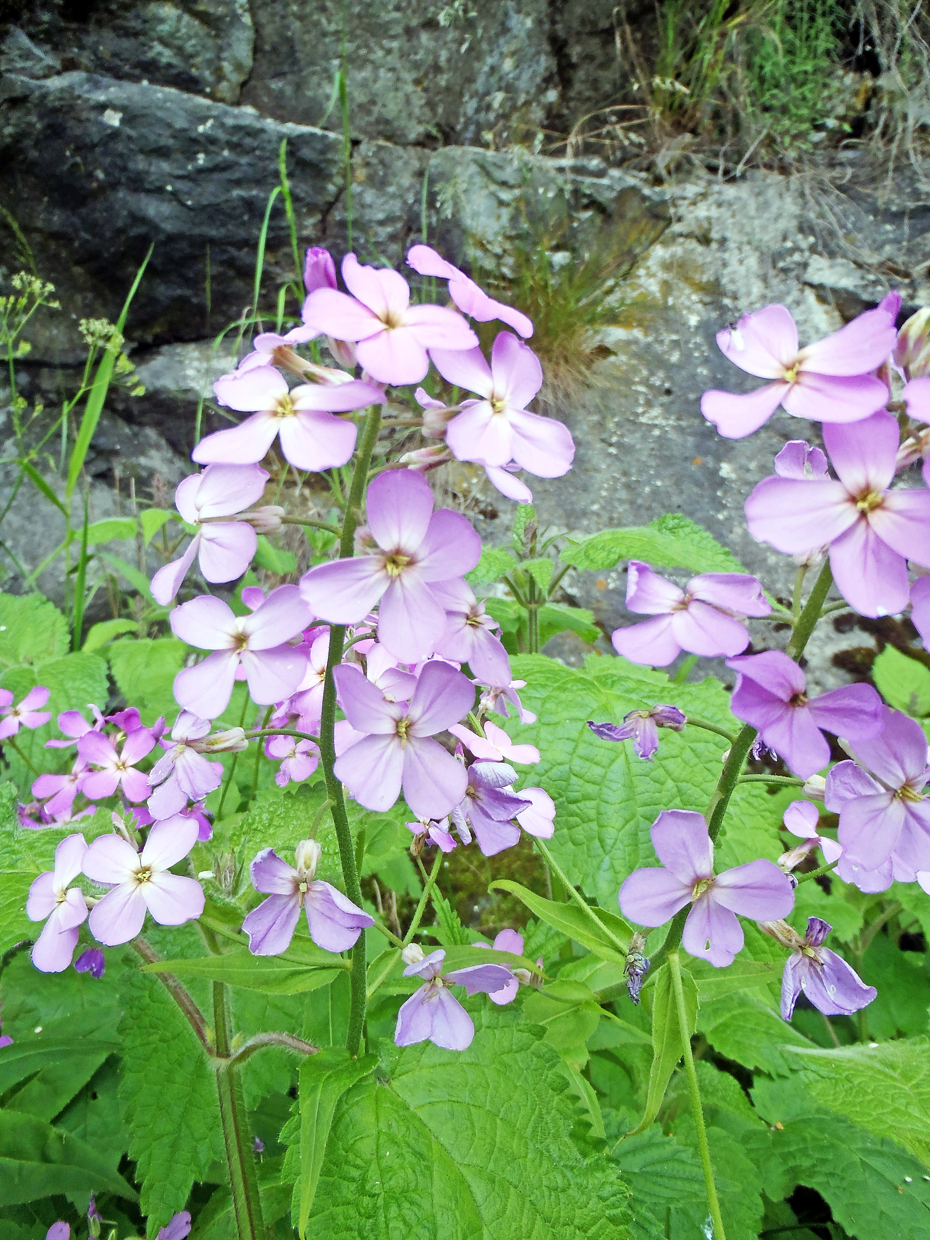 : Hesperis matronalis.