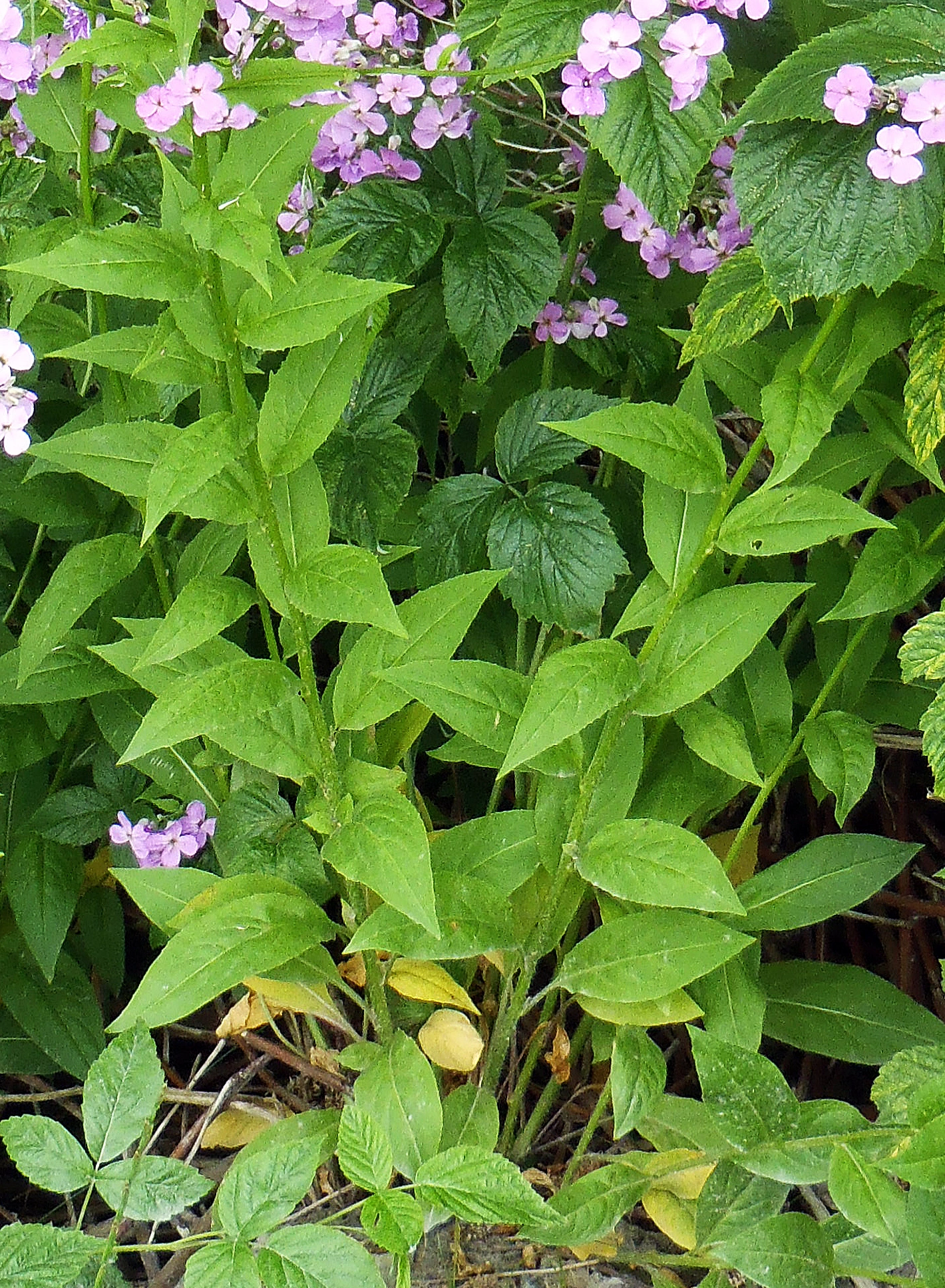 : Hesperis matronalis.