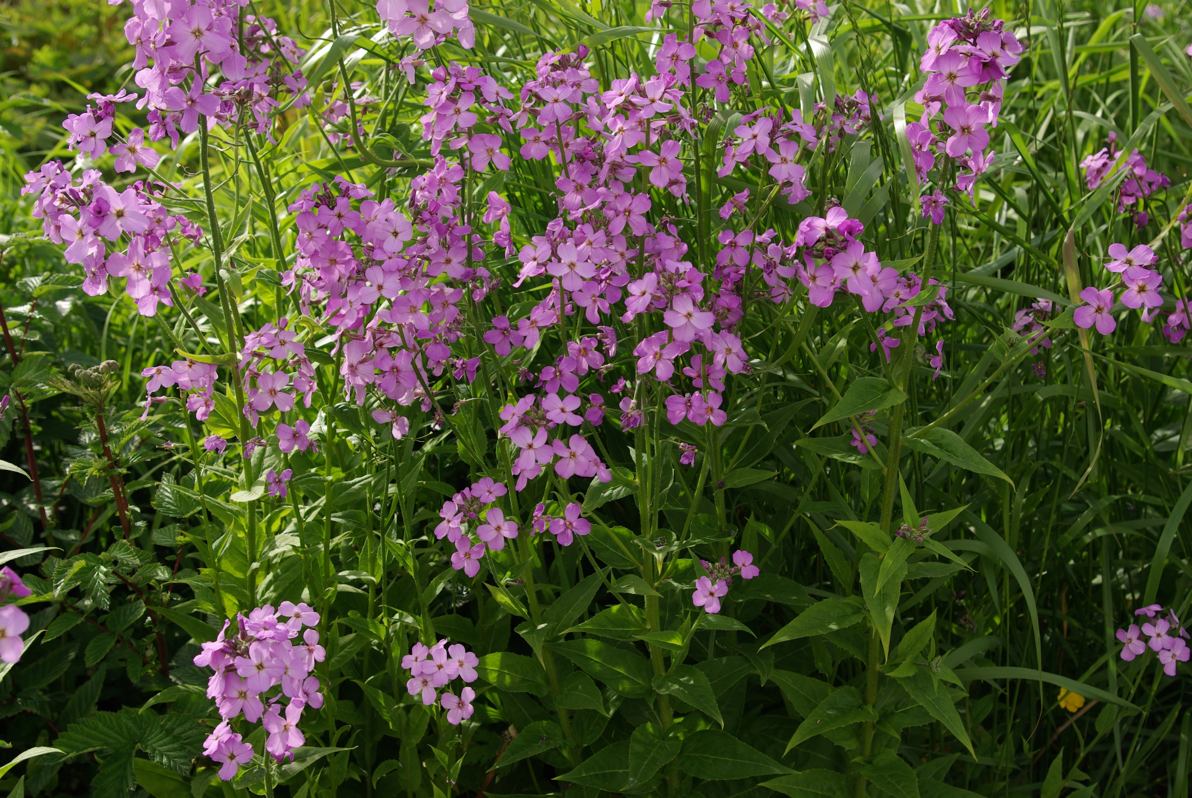 : Hesperis matronalis.