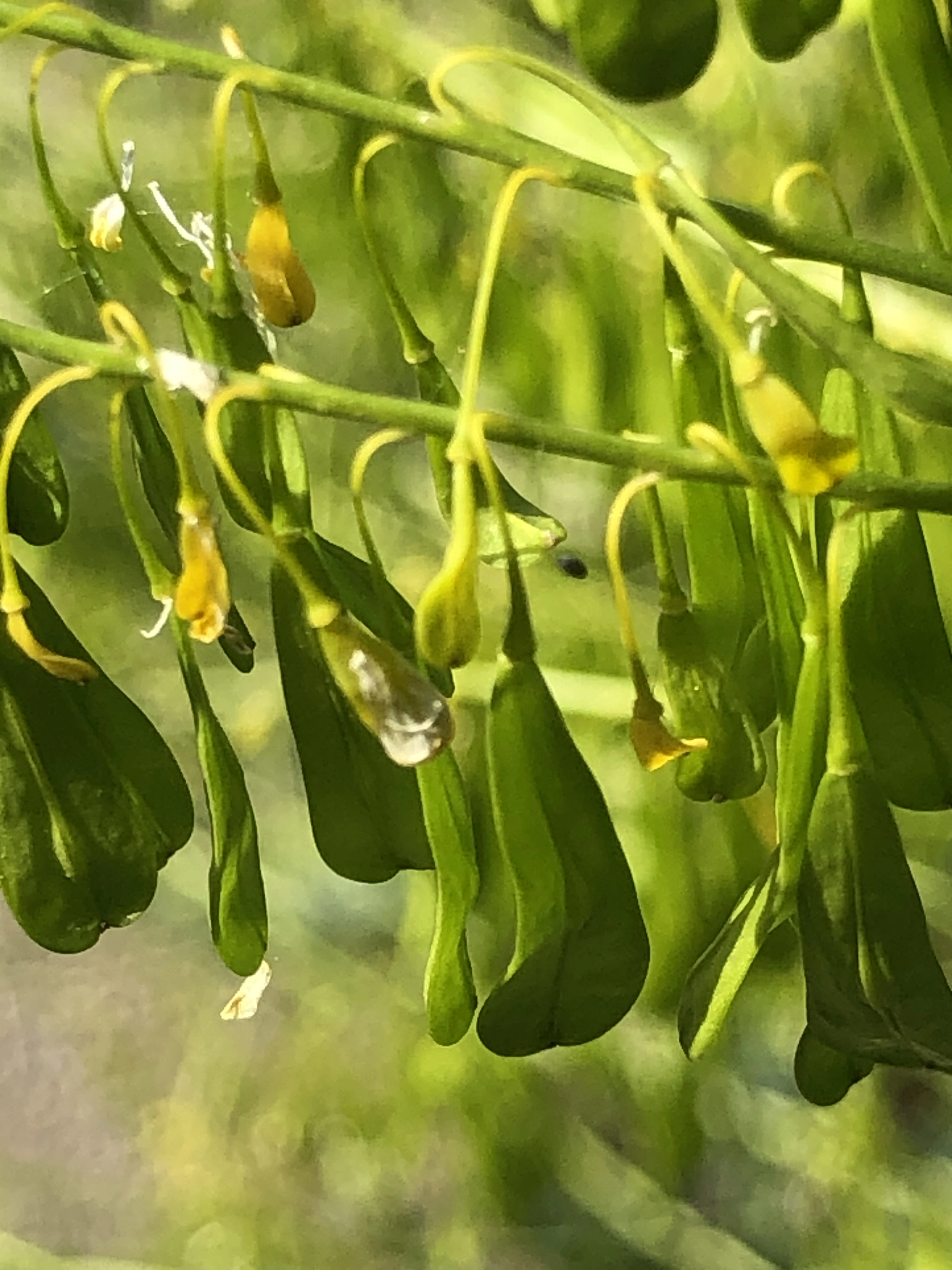 : Isatis tinctoria.