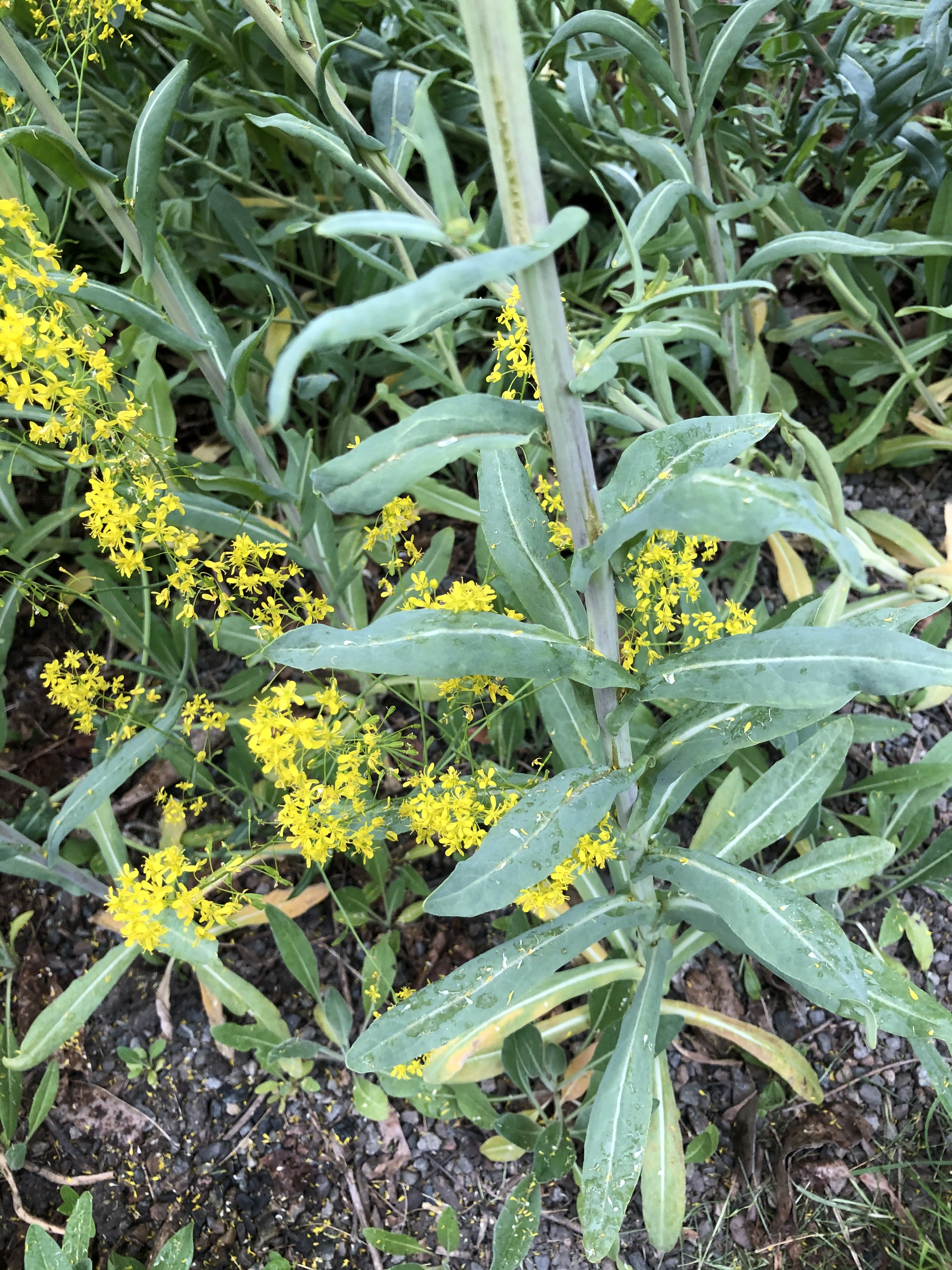 : Isatis tinctoria.