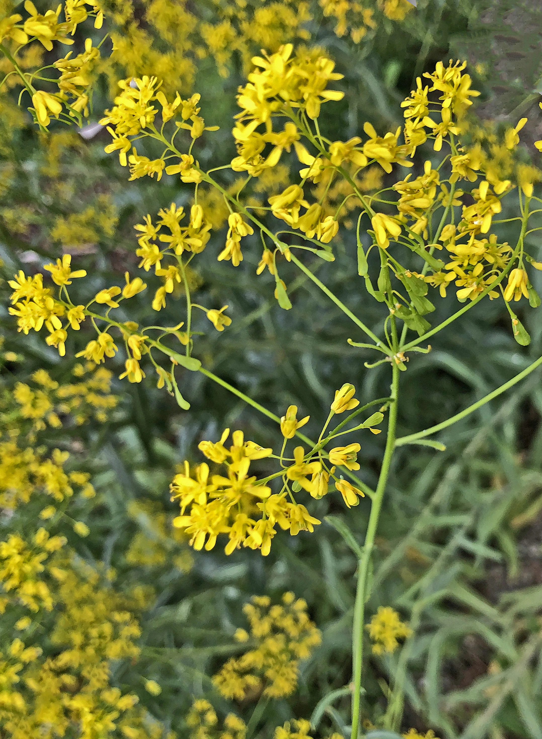 : Isatis tinctoria.