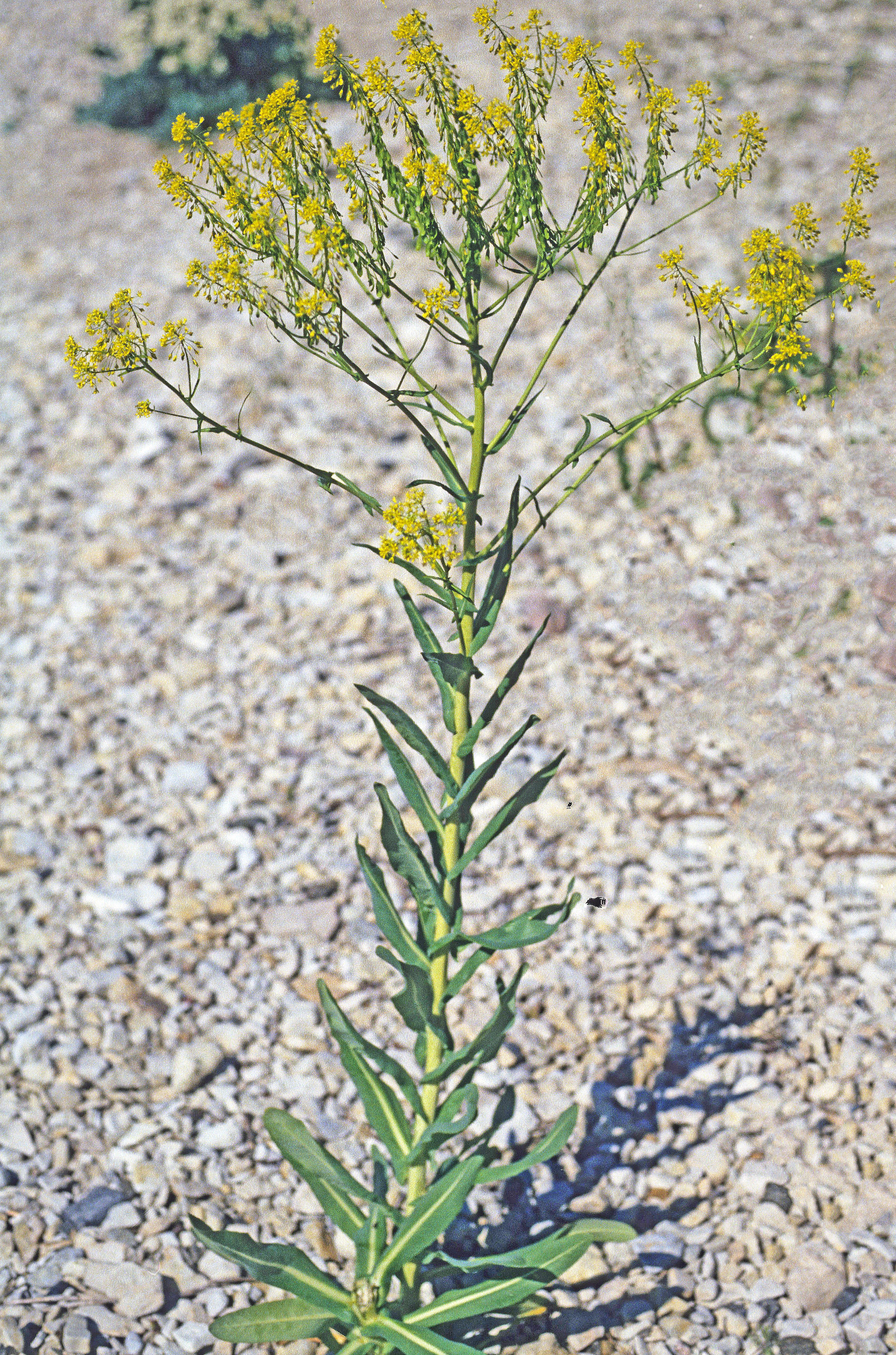 : Isatis tinctoria.