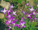 : Matthiola longipetala.