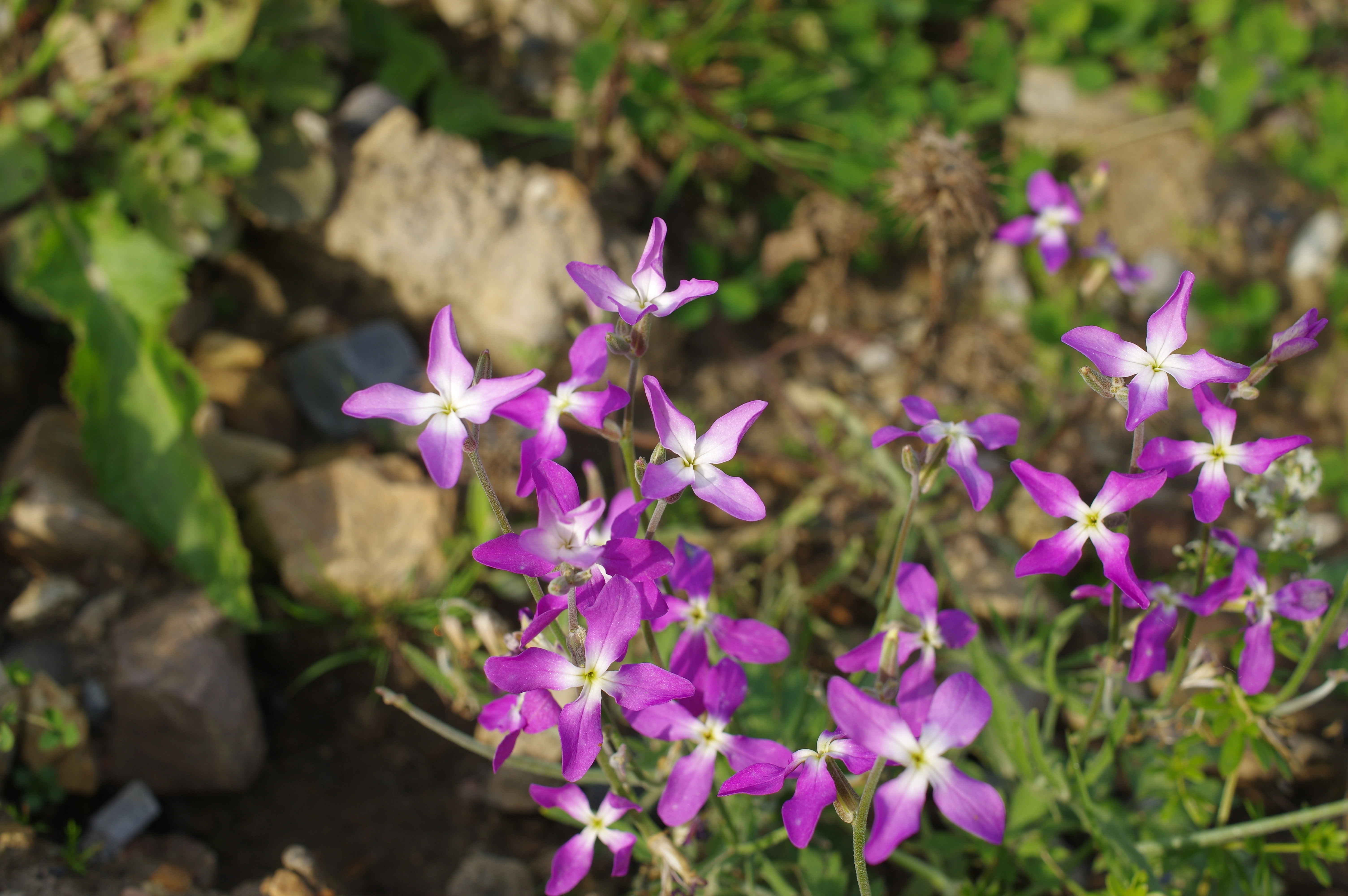 : Matthiola longipetala.