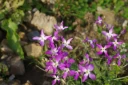 : Matthiola longipetala.