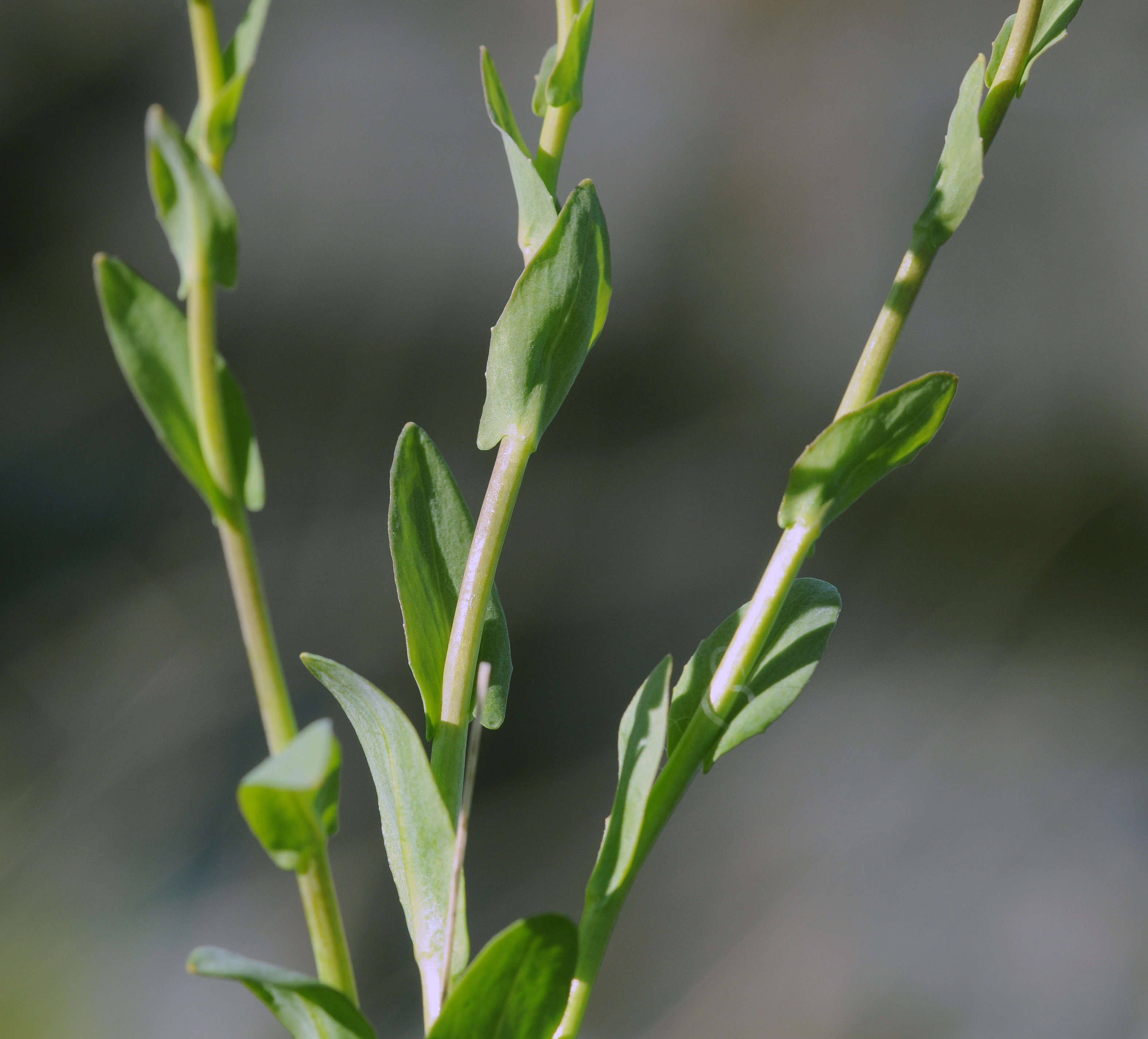 : Noccaea caerulescens.