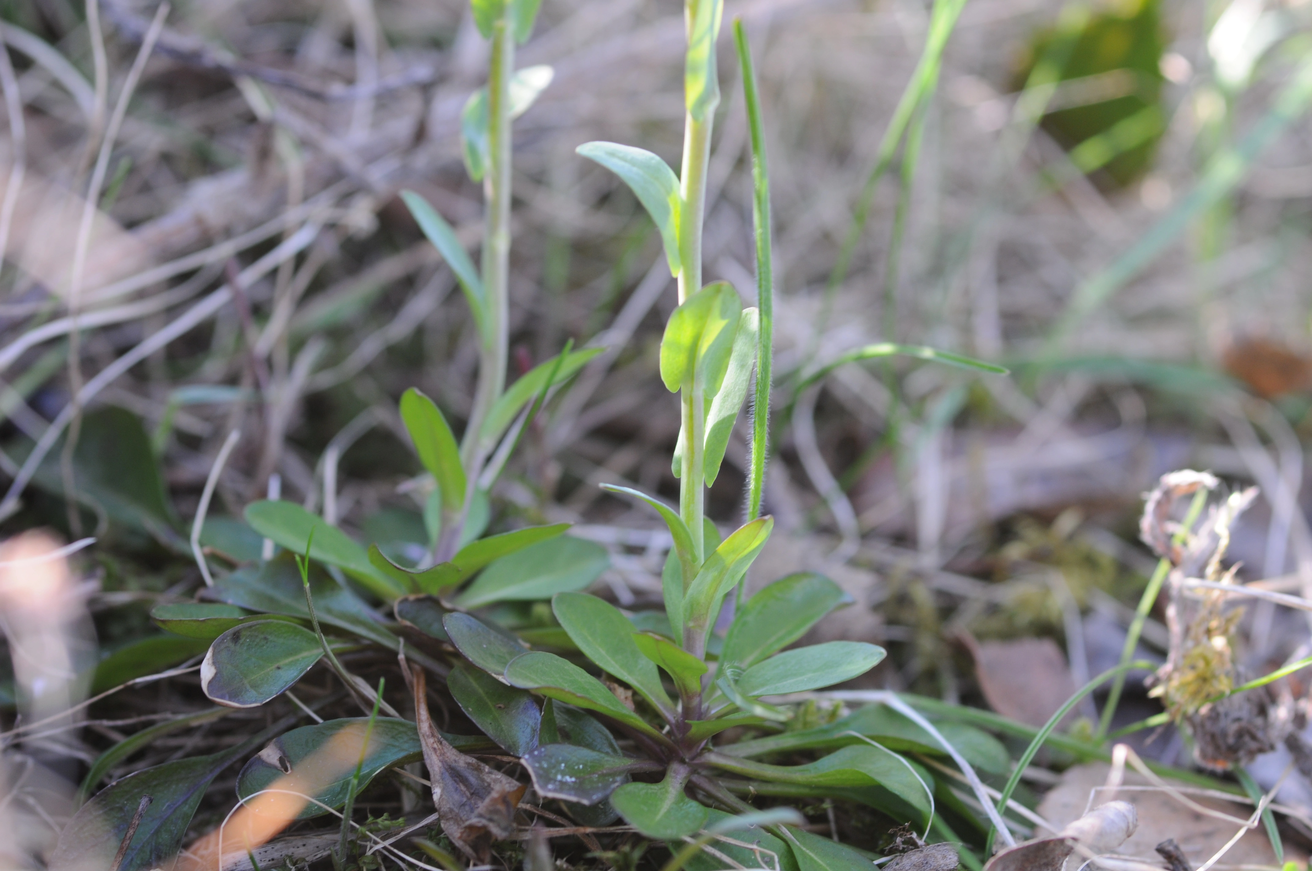 : Noccaea caerulescens.