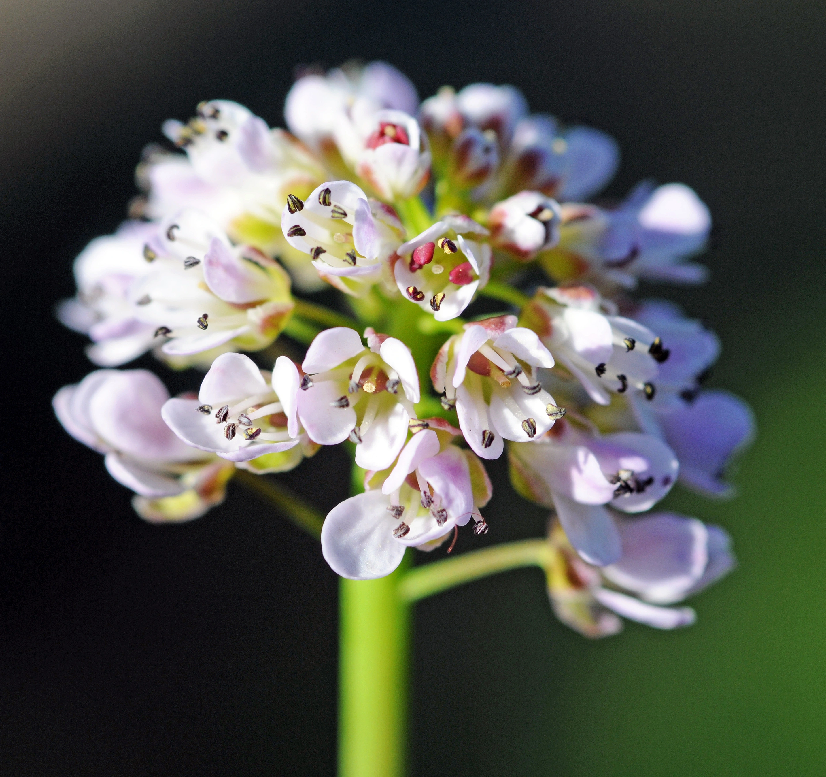 : Noccaea caerulescens.