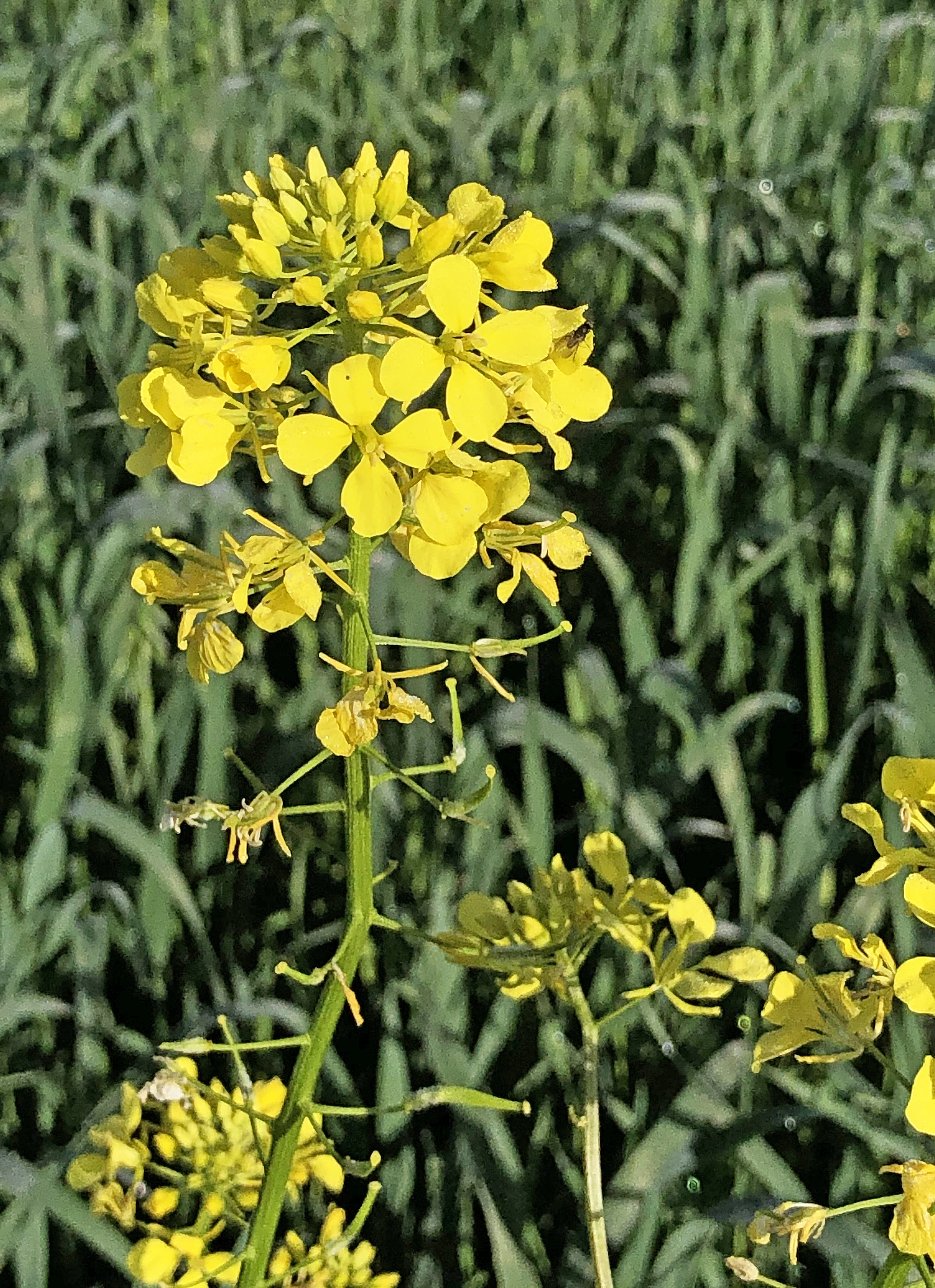 : Sinapis alba alba.