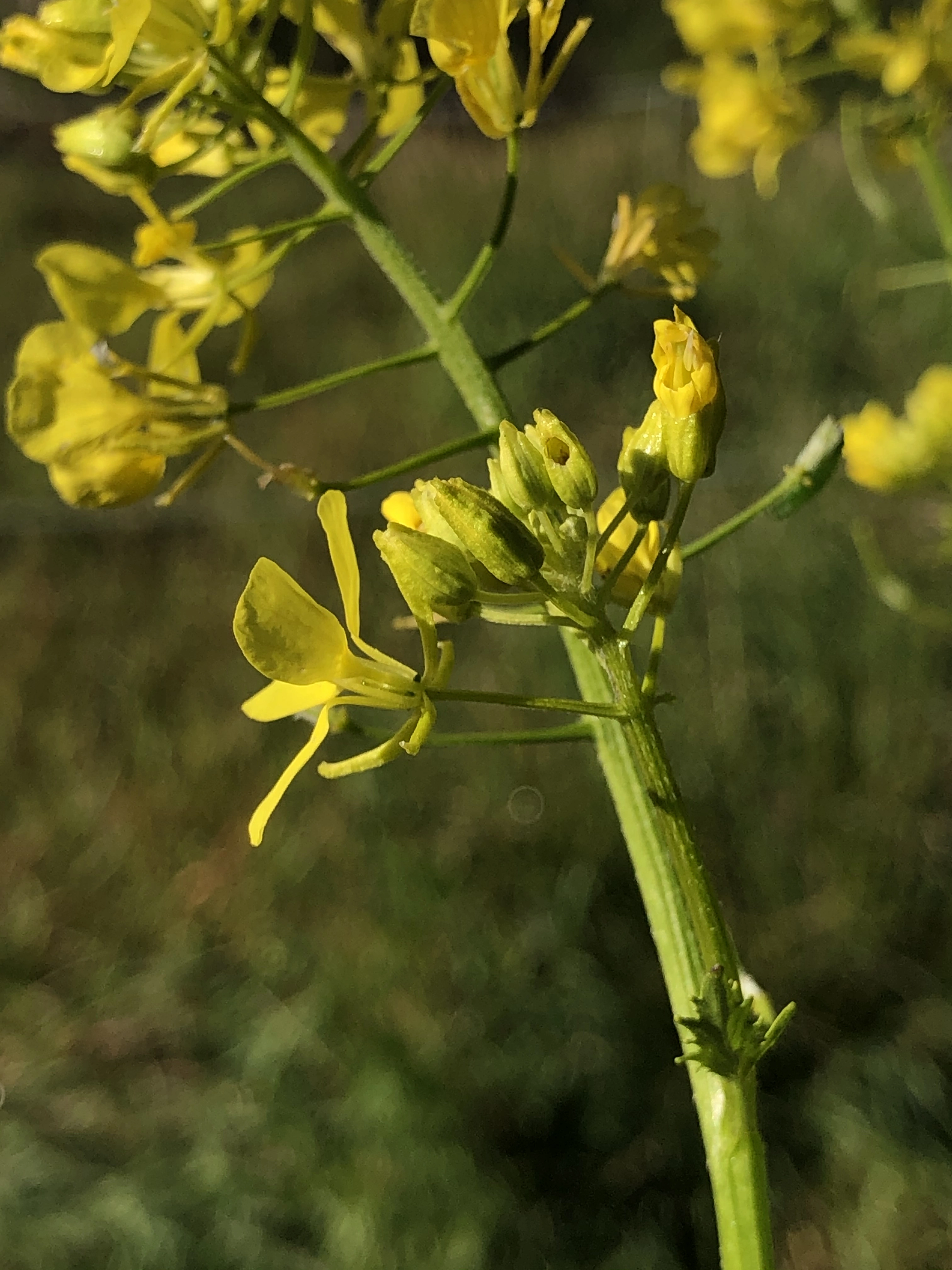 : Sinapis alba alba.