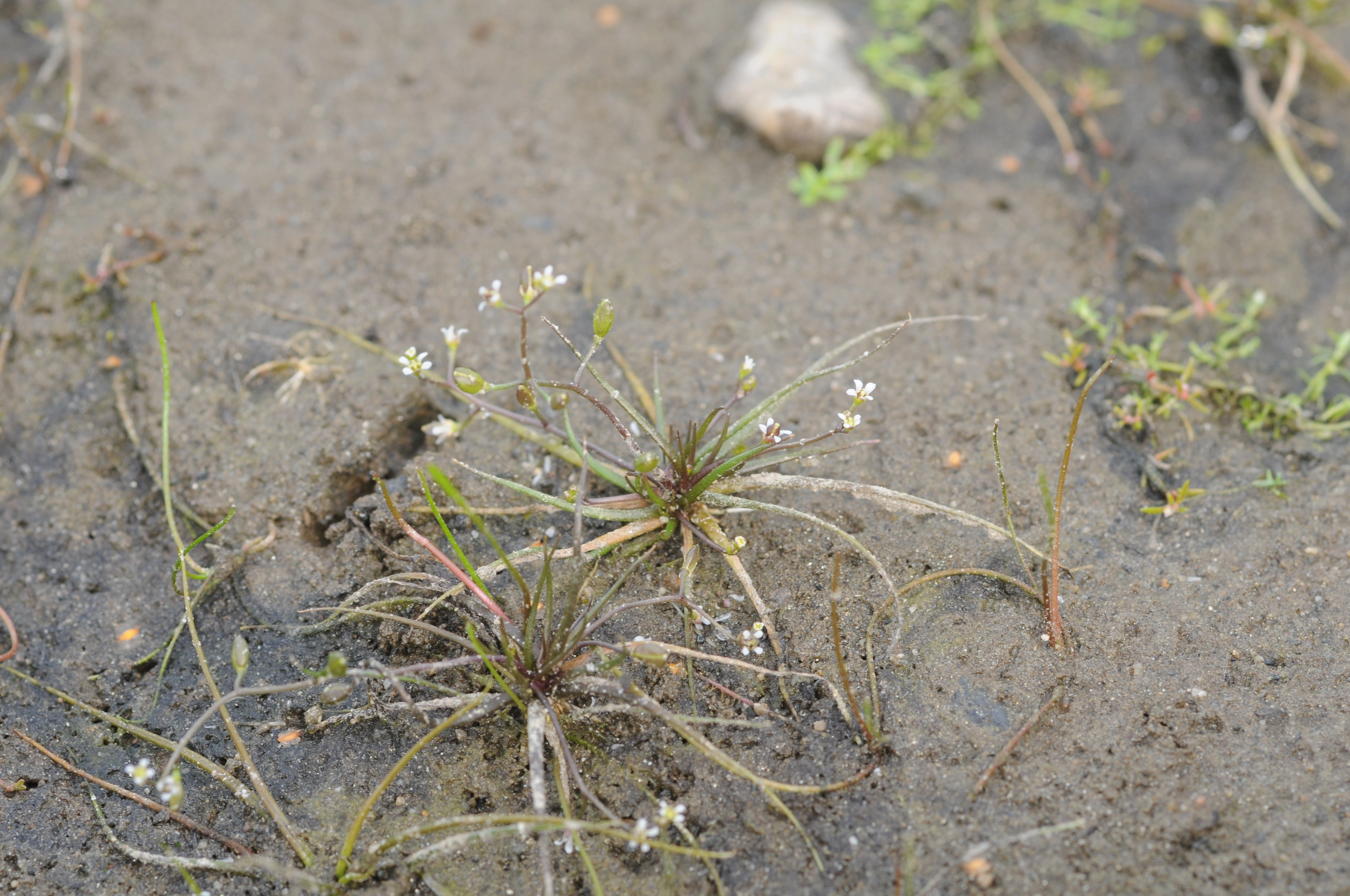 : Subularia aquatica.