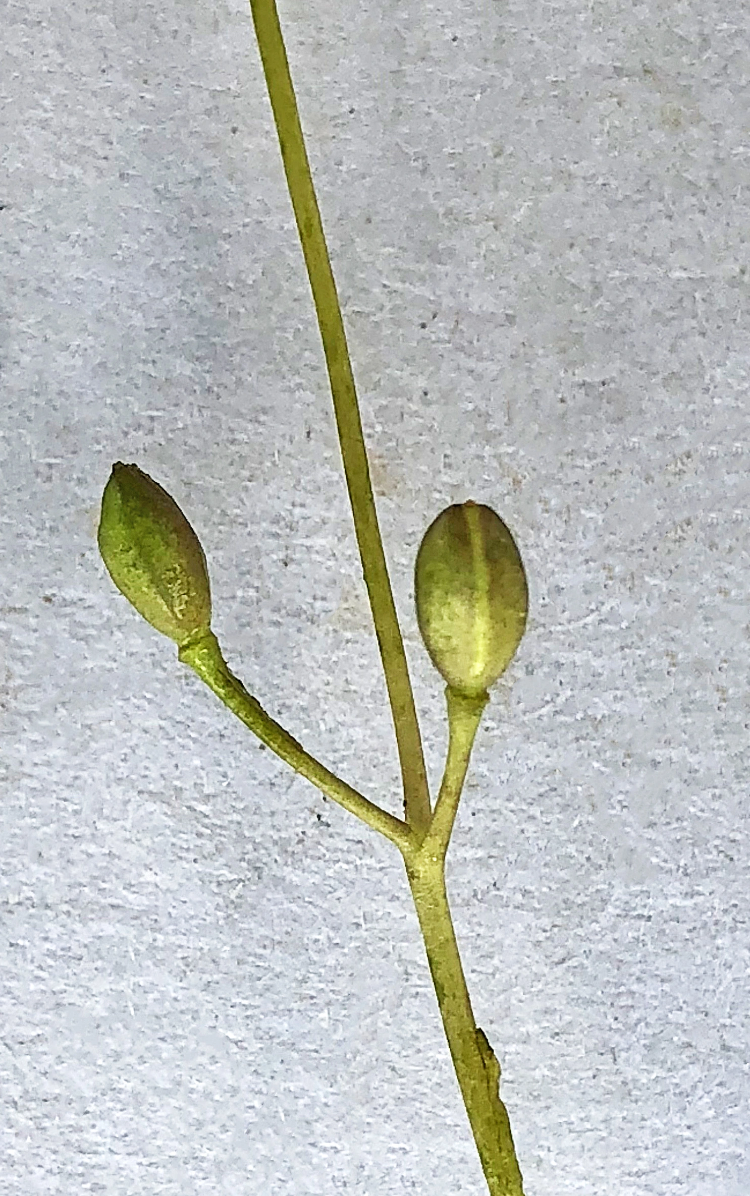 : Subularia aquatica.