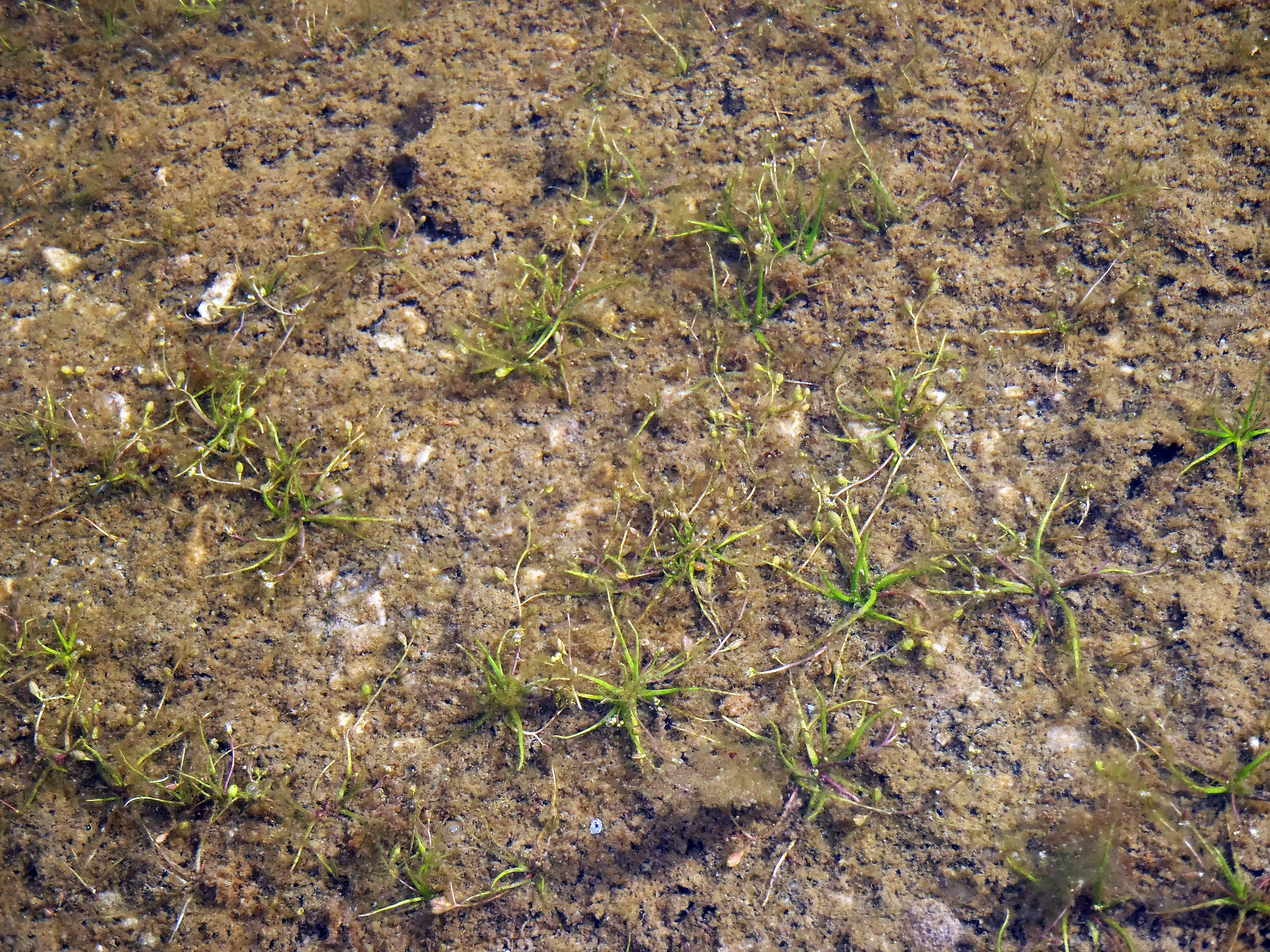 : Subularia aquatica.