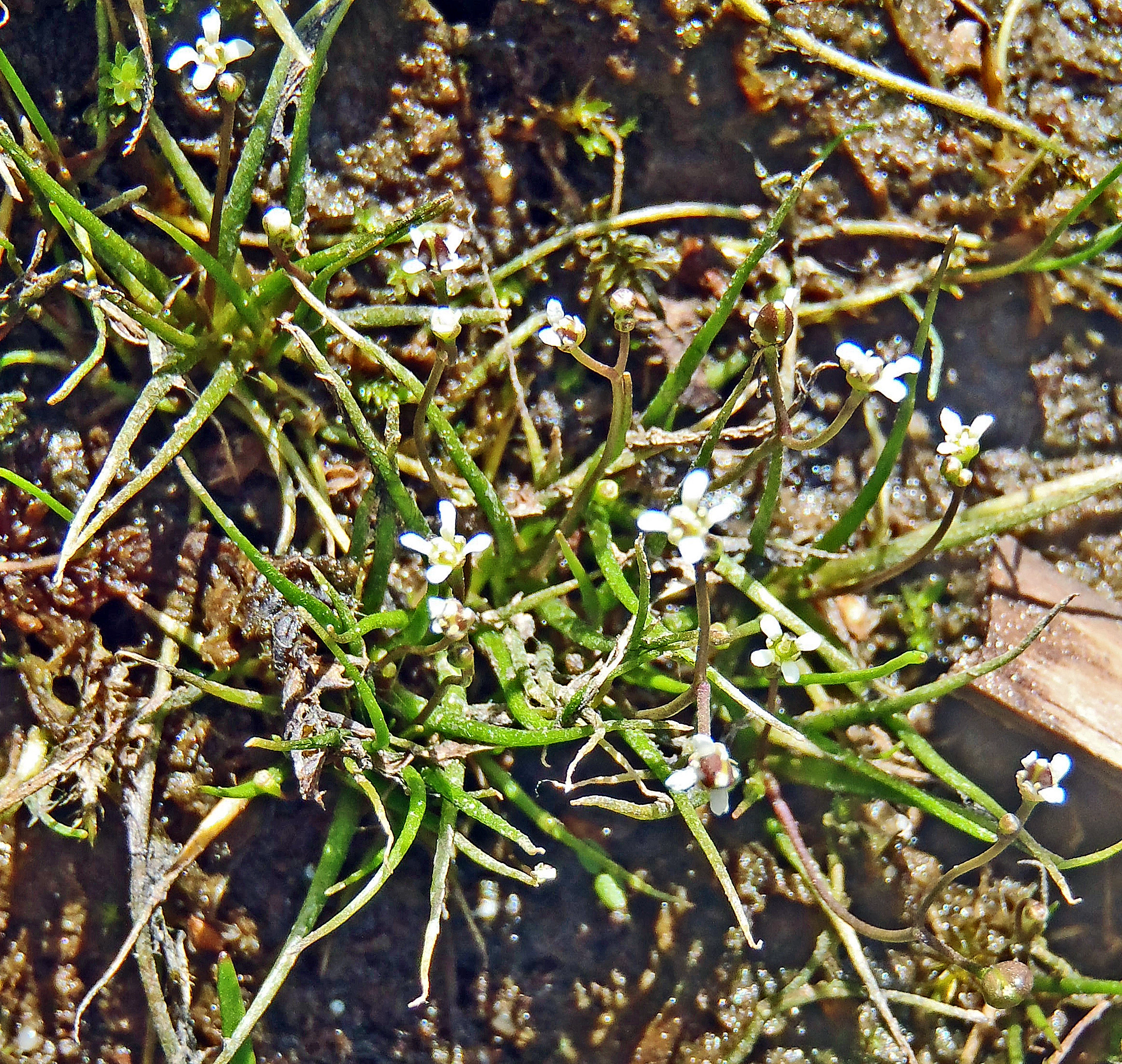 : Subularia aquatica.